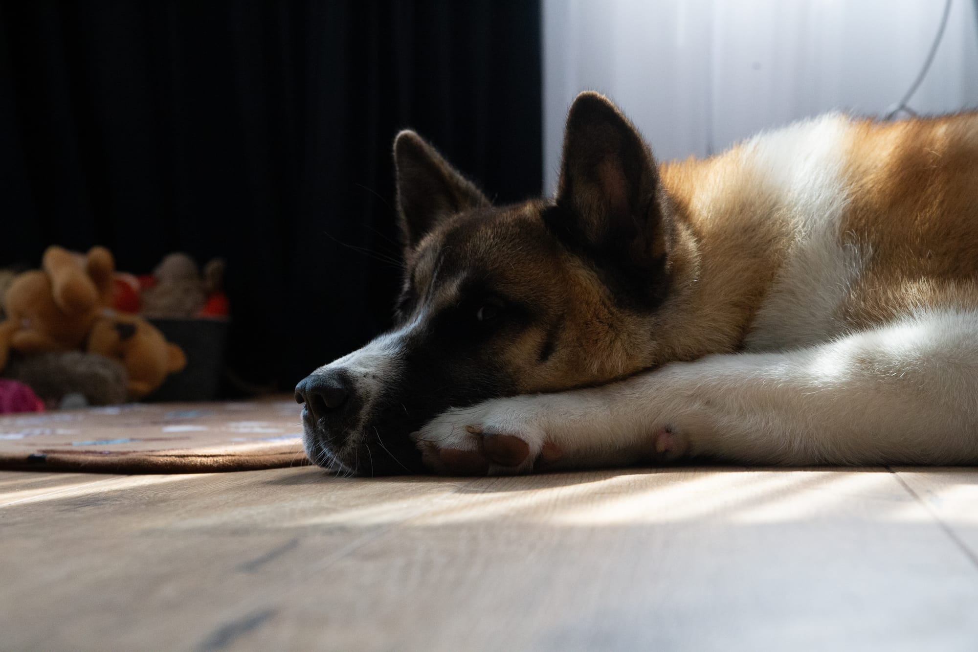 Akita américain allongé sur un parquet