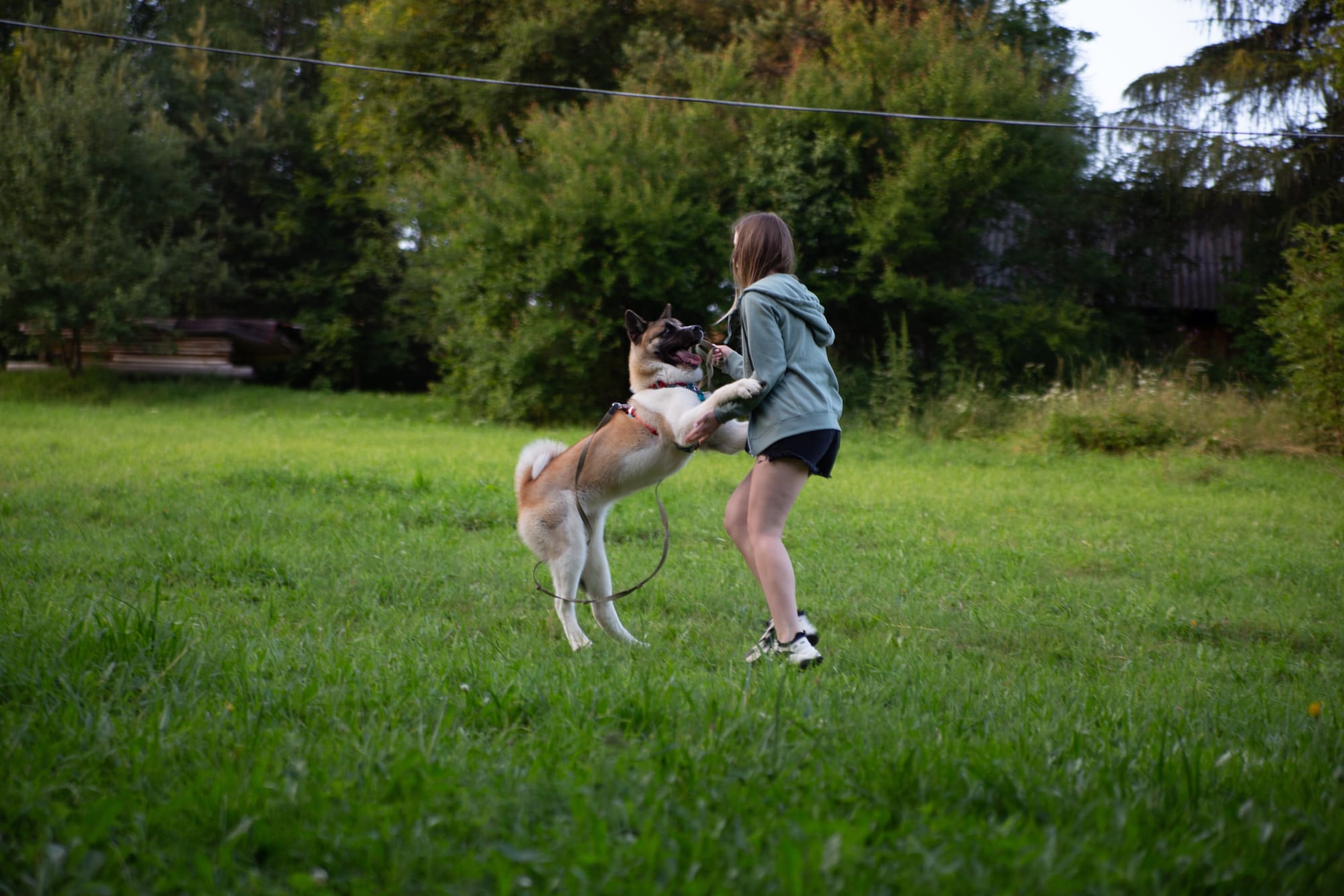 Akita américain jouant avec une fille dans un parc