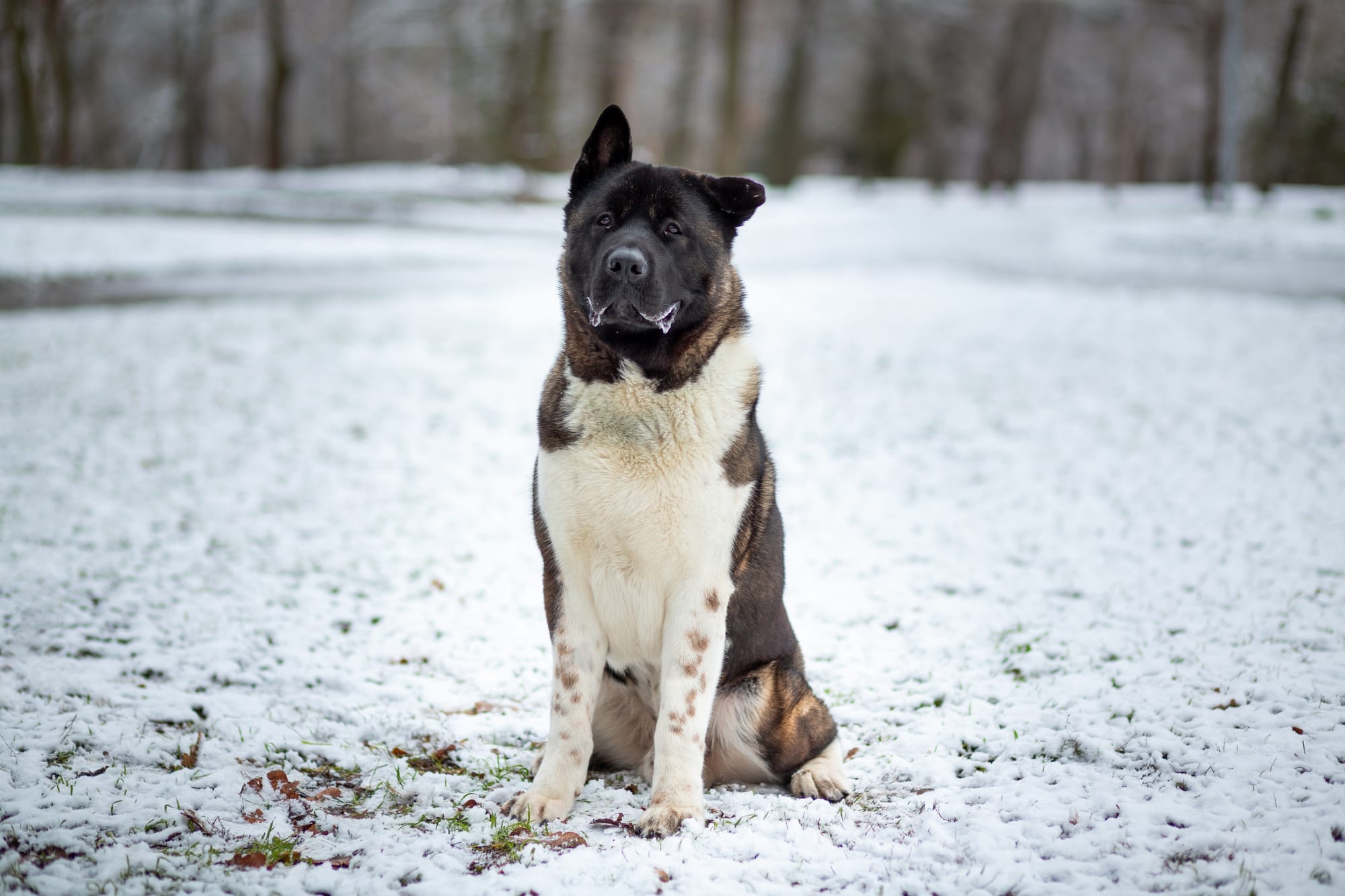 Akita américain assis dans la neige, une oreille dressée et une baissée