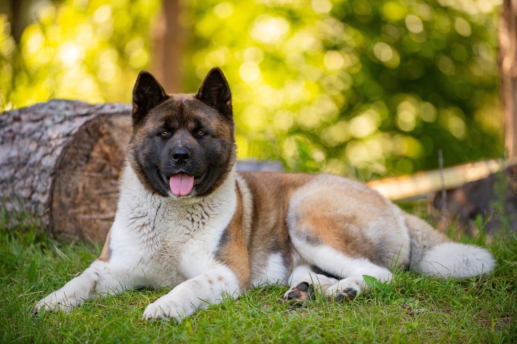 Akita américain couché sur l’herbe dans une forêt, langue sortie