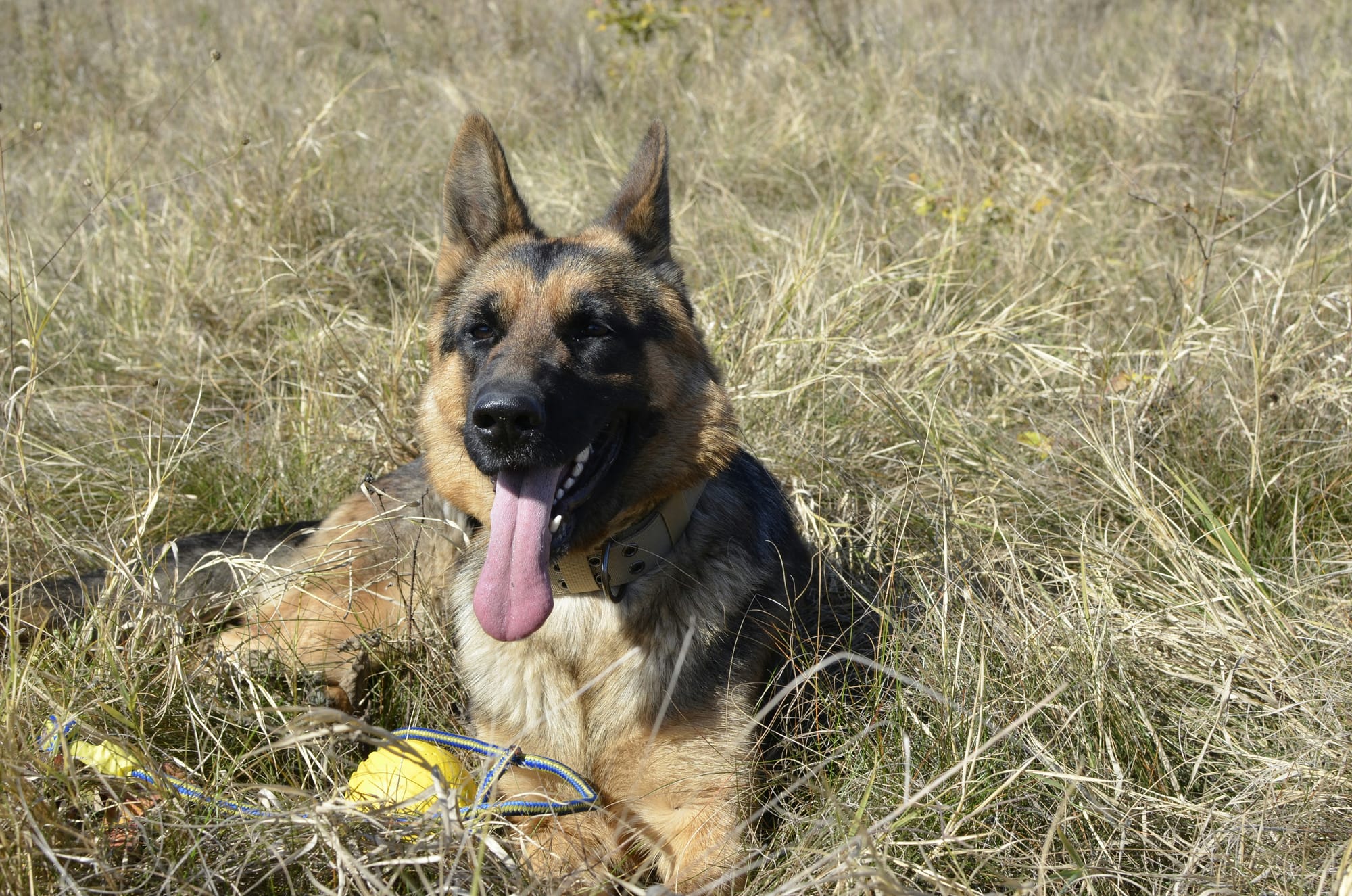    Berger allemand allongé dans l’herbe sèche, langue sortie
