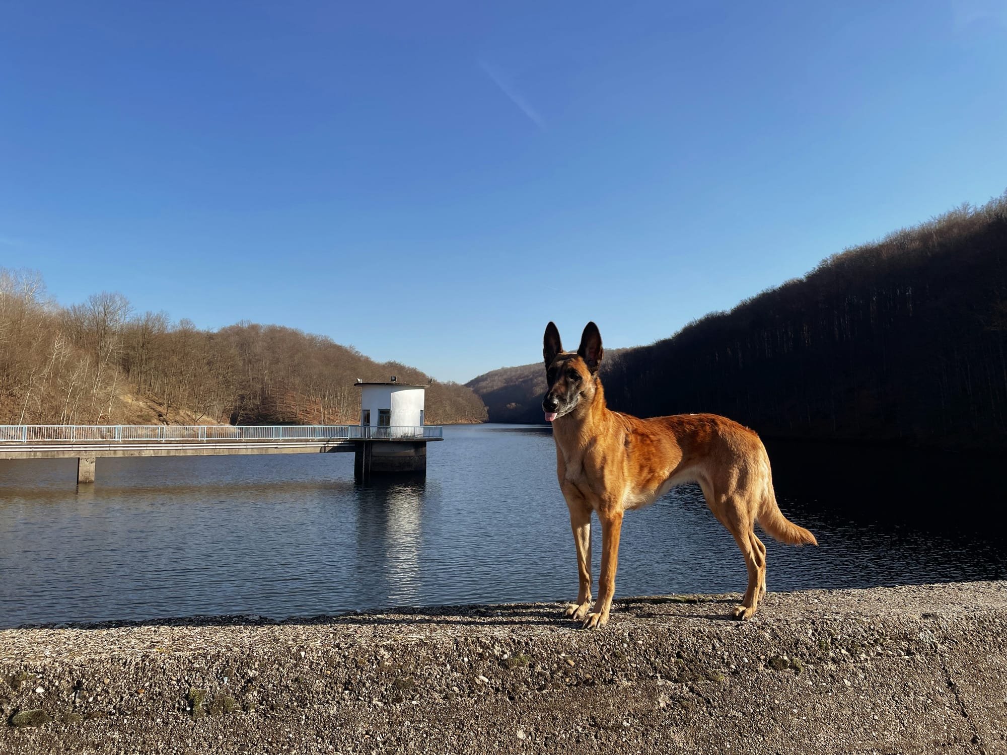 Berger belge malinois debout au bord d’un lac