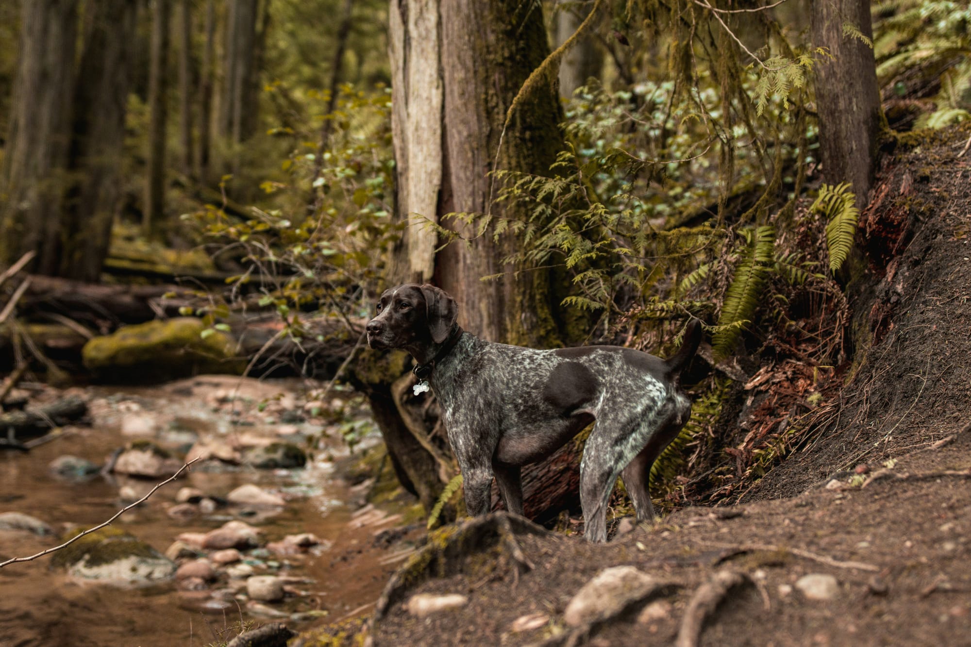 Braque allemand à poil court debout en forêt près d’un ruisseau