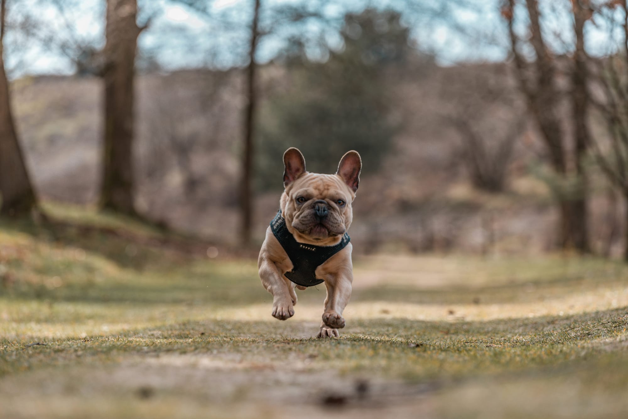     Bouledogue français fauve courant vers la caméra dans un parc