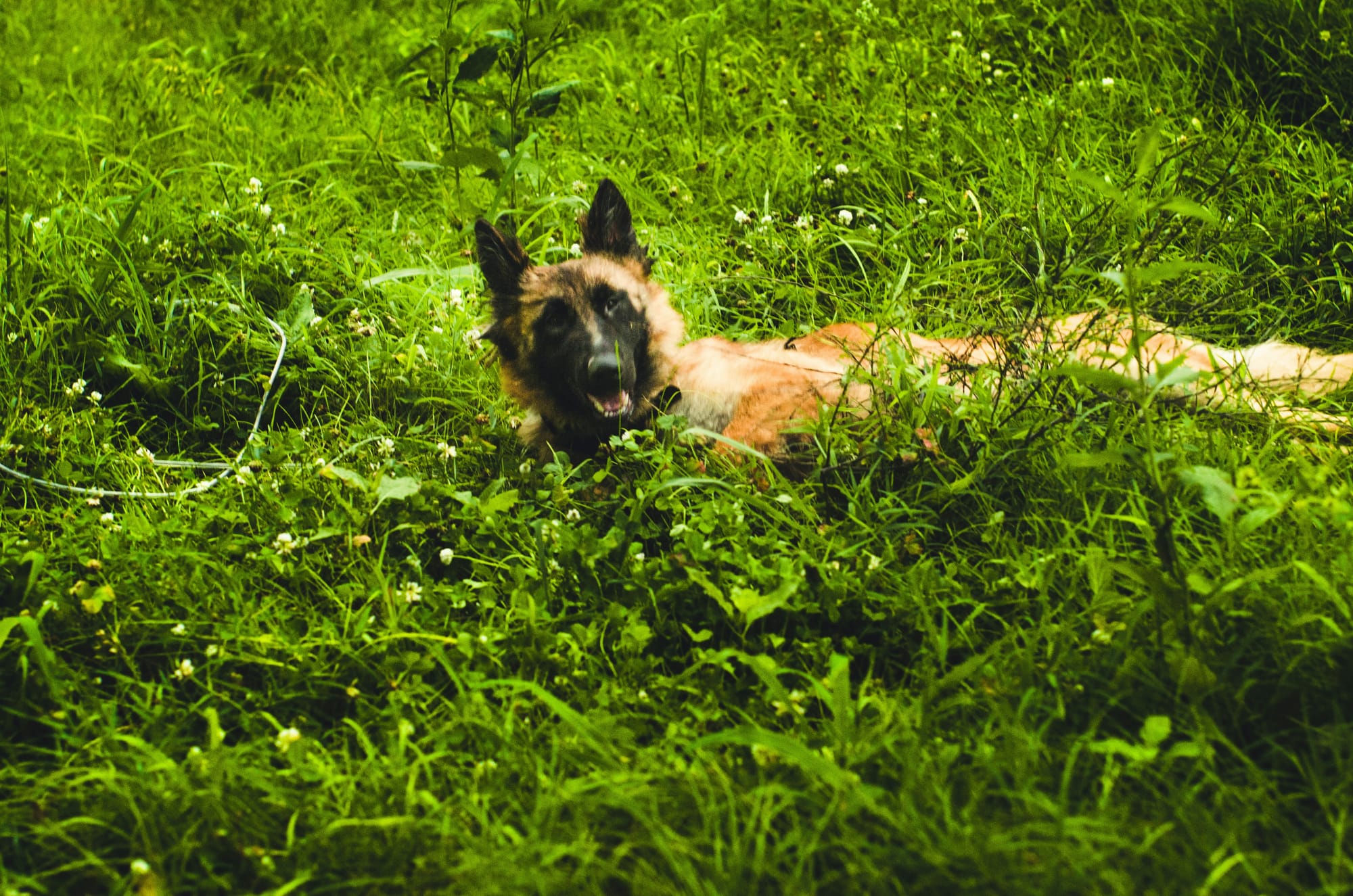 Berger belge allongé dans l’herbe verte, tête levée