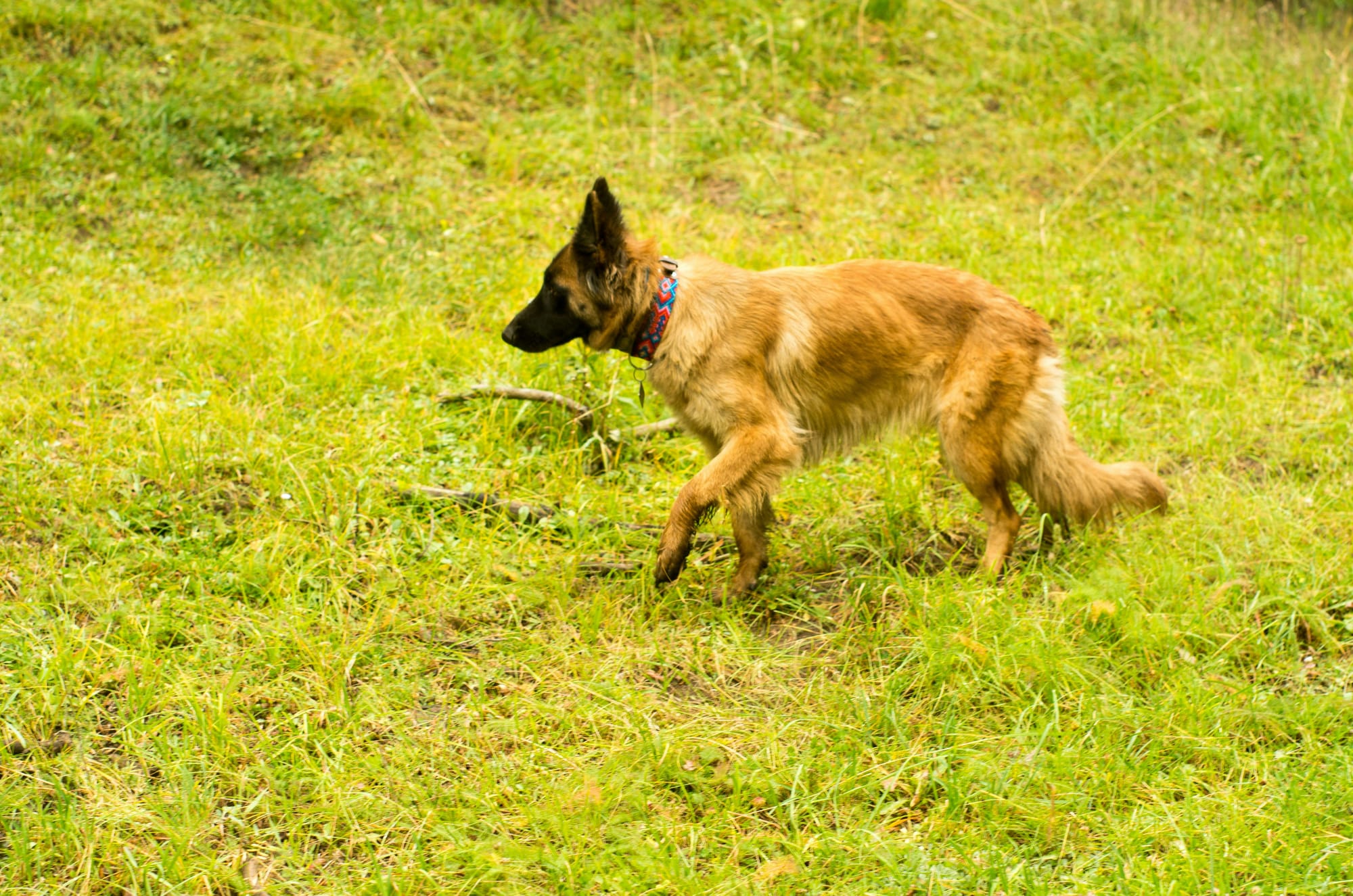 Berger belge malinois marchant dans un champ
