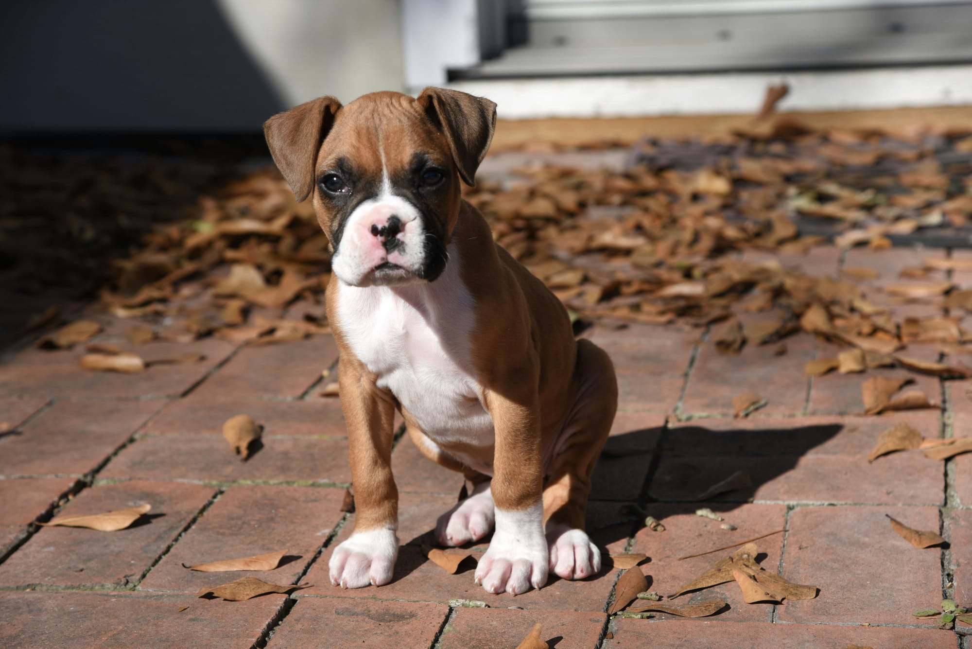 Chiot boxer assis sur une terrasse avec feuilles mortes au sol, pelage fauve et blanc