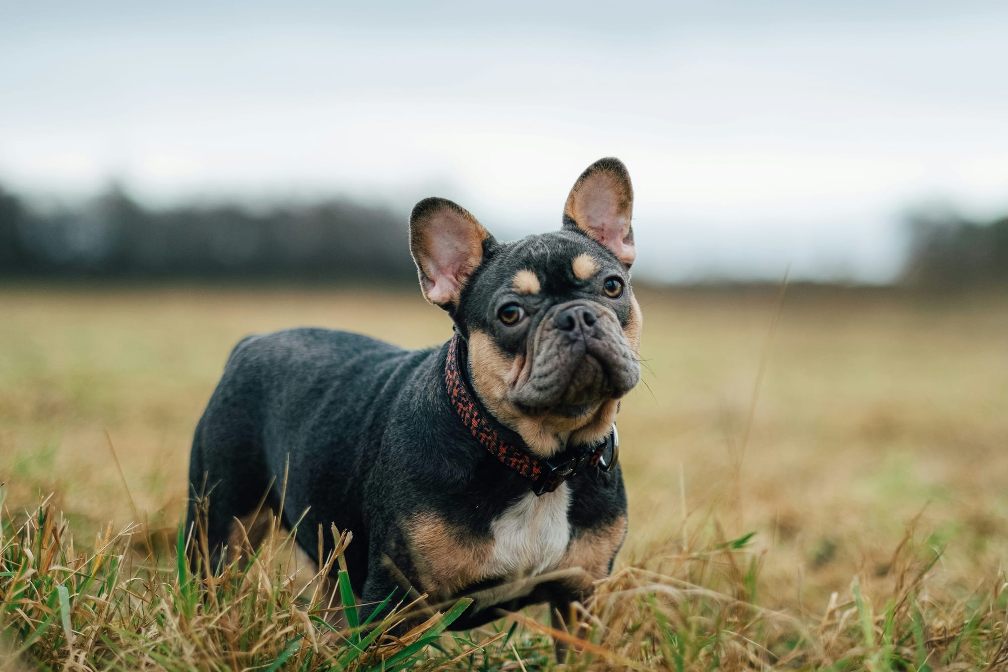    Bouledogue français noir et feu debout dans l’herbe sèche, regard attentif