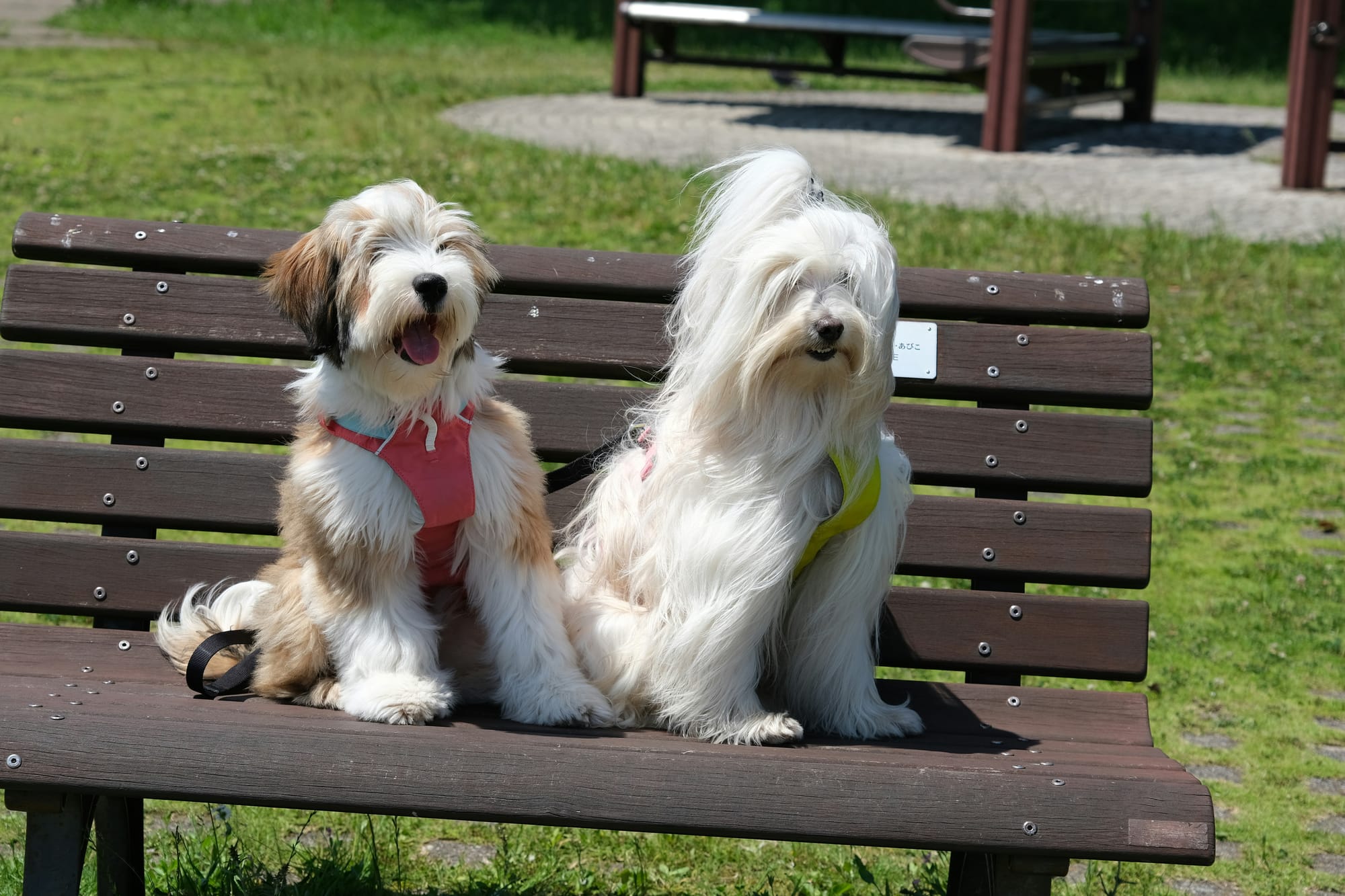     Deux bearded collies assis sur un banc dans un parc, portant des harnais colorés