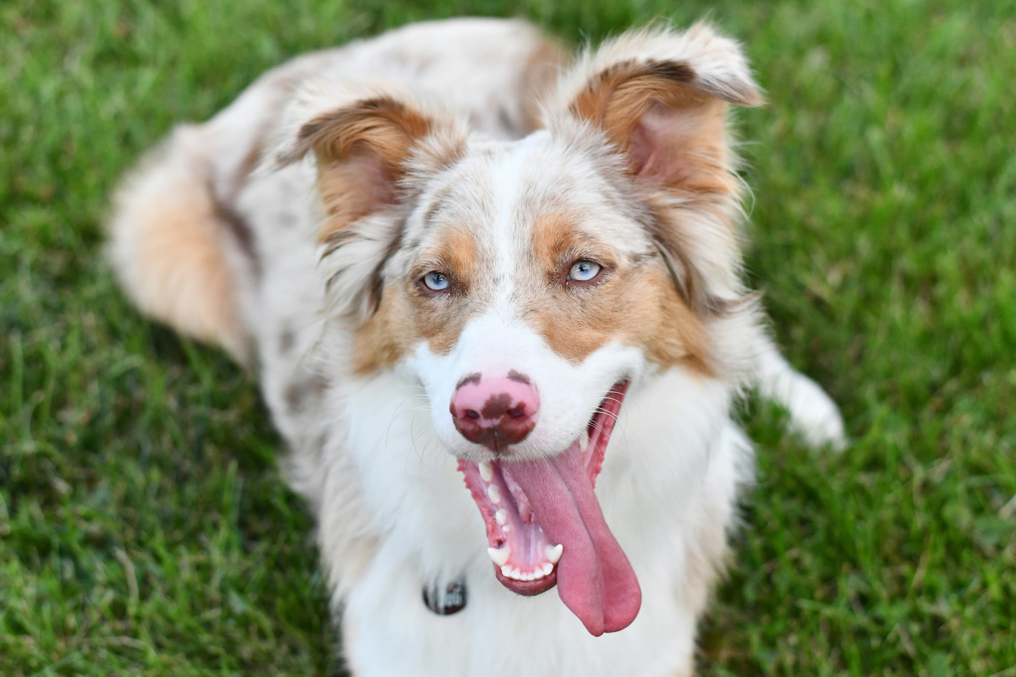    Berger australien merle aux yeux bleus allongé dans l’herbe, regard face caméra
