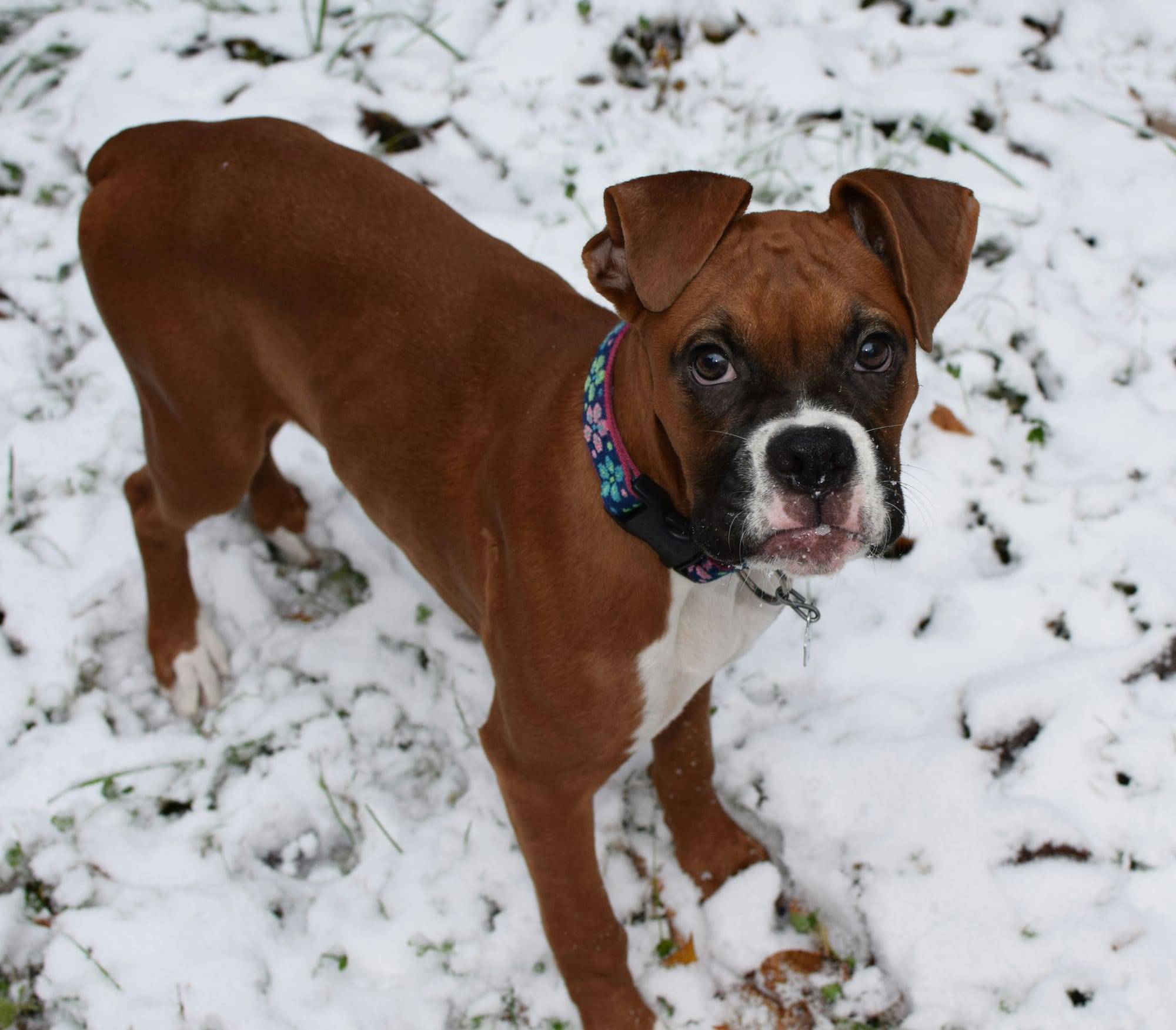 Jeune boxer debout dans la neige, collier coloré, regard expressif