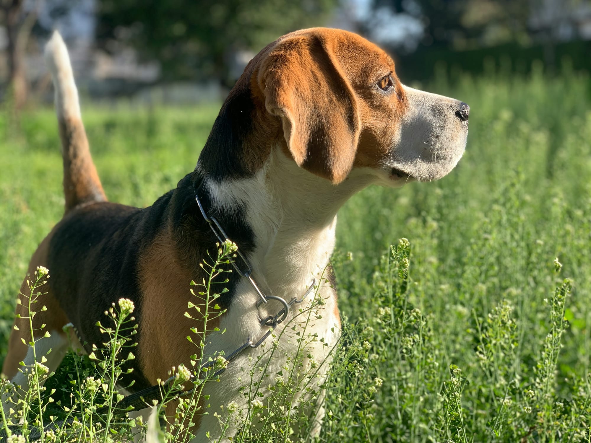     Beagle debout dans l’herbe au soleil, tête tournée