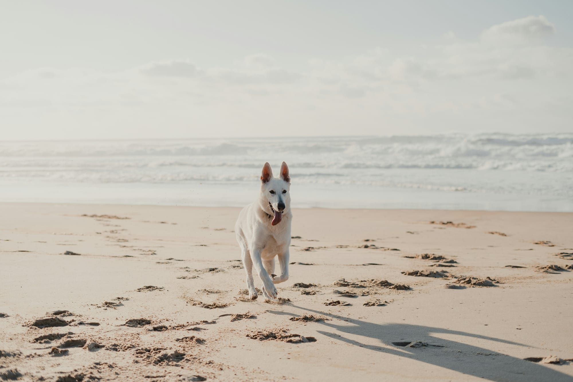 Berger blanc suisse courant sur une plage avec la mer en arrière plan