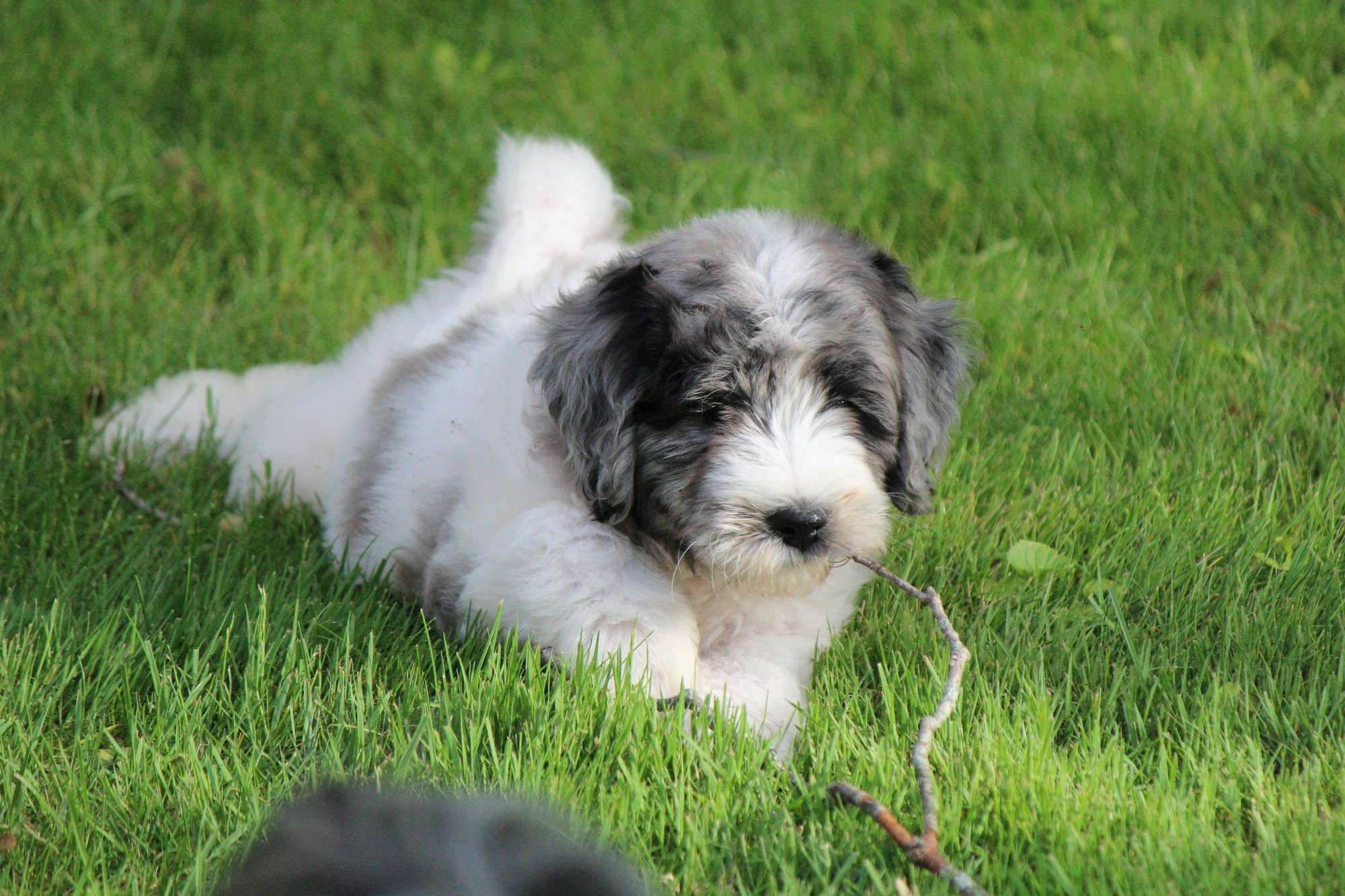     Chiot bearded collie allongé dans l’herbe, jouant avec une petite branche