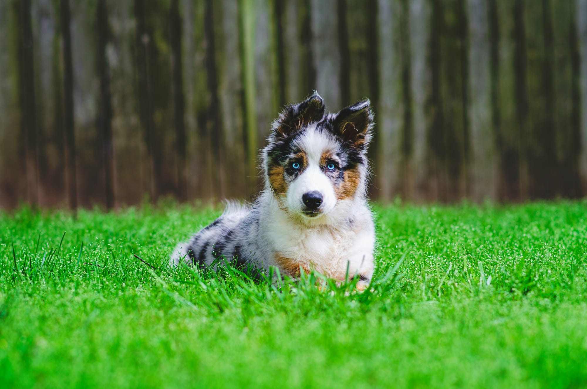     Chiot berger américain miniature aux yeux bleus allongé dans l’herbe, regard face caméra