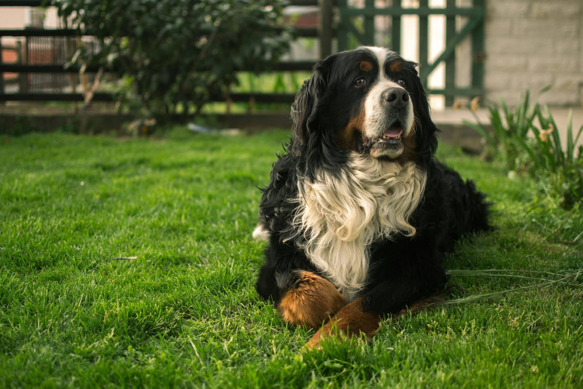 Bouvier bernois allongé sur une pelouse dans un jardin, posture calme et regard attentif