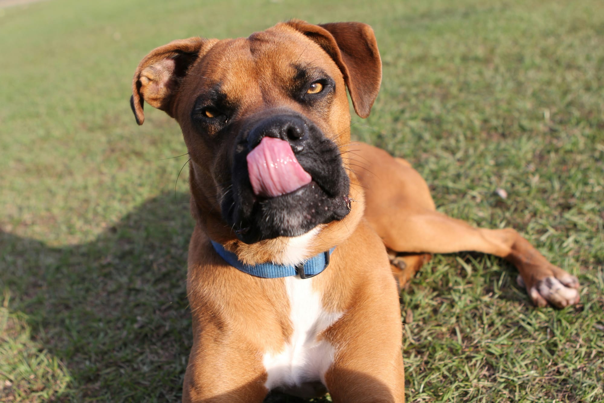 Boxer allongé dans l’herbe, langue sortie, regard vers la caméra