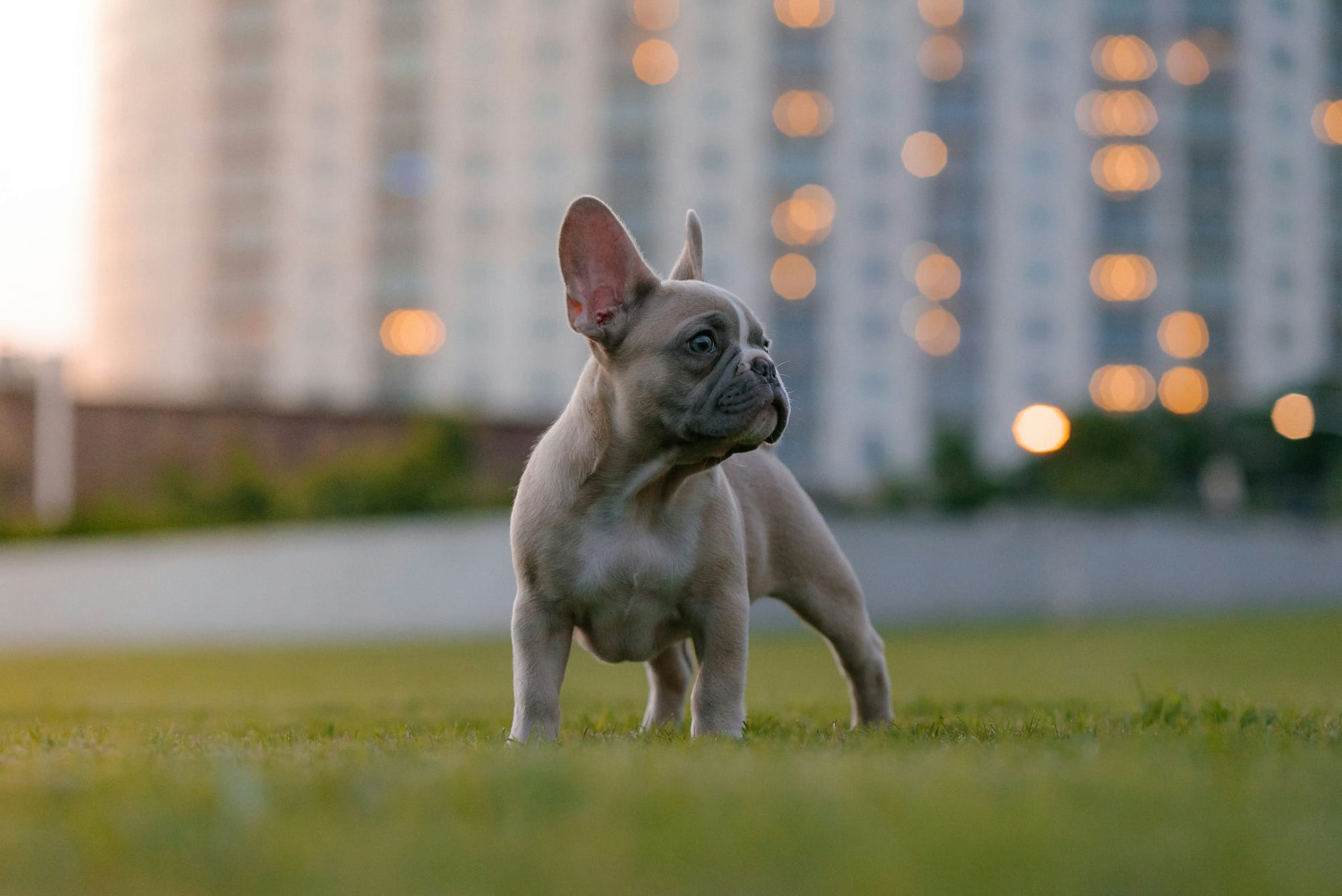    Bouledogue français chiot beige debout sur une pelouse avec immeubles en arrière-plan