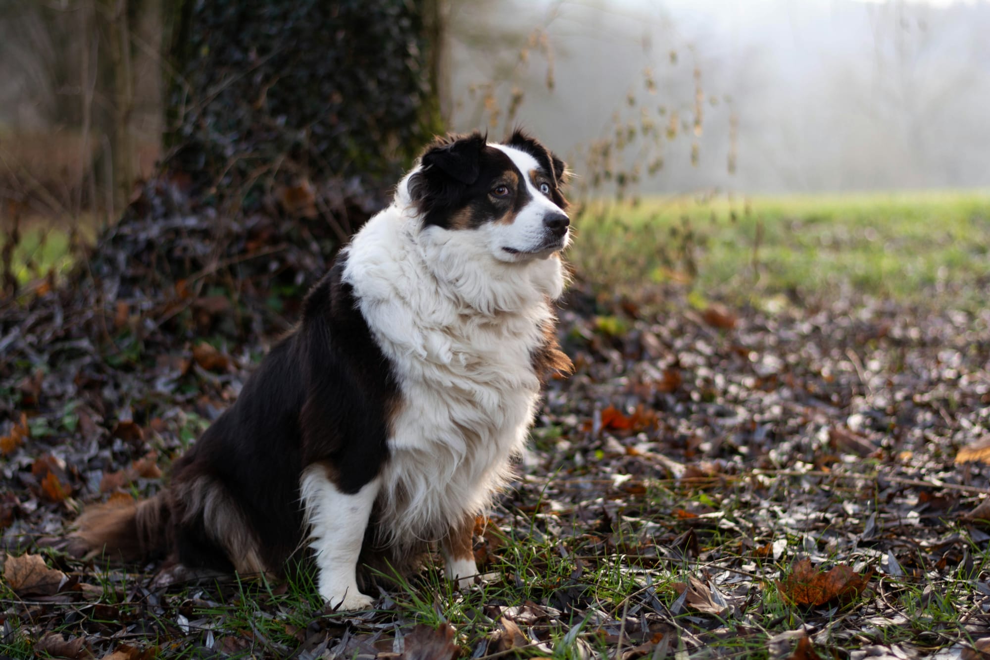     Berger américain miniature assis au pied d'un arbre