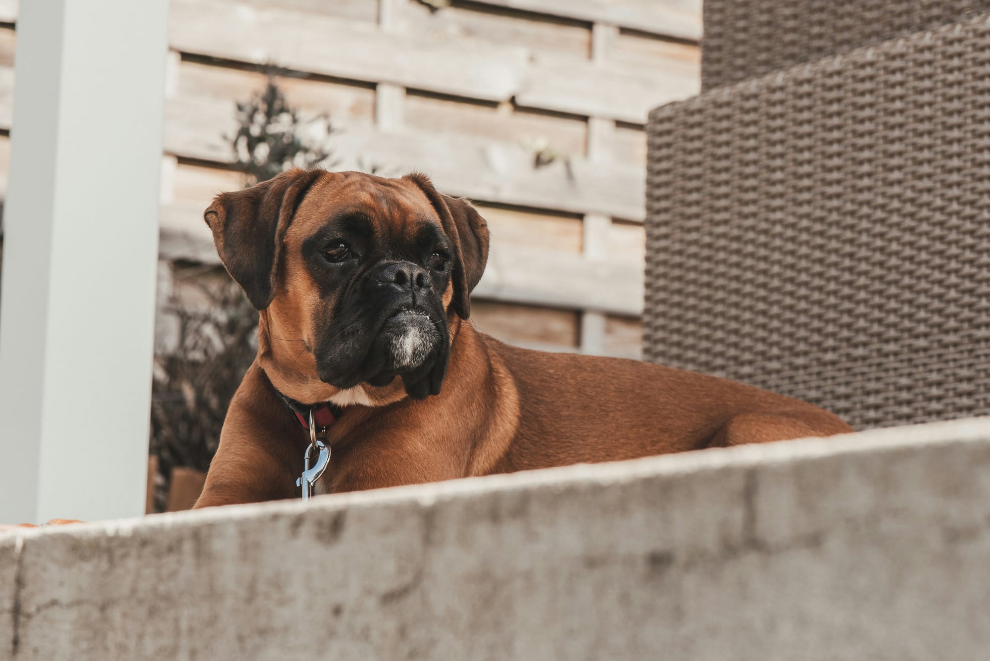Boxer adulte couché sur une terrasse, pelage fauve avec masque noir