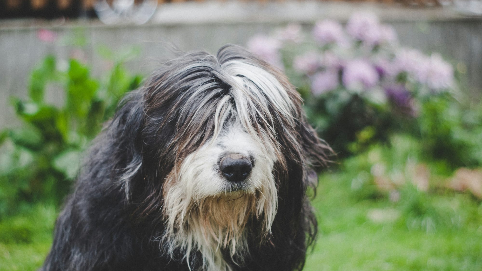     Bearded collie à poil long noir et blanc dans un jardin fleuri, yeux cachés par ses poils
