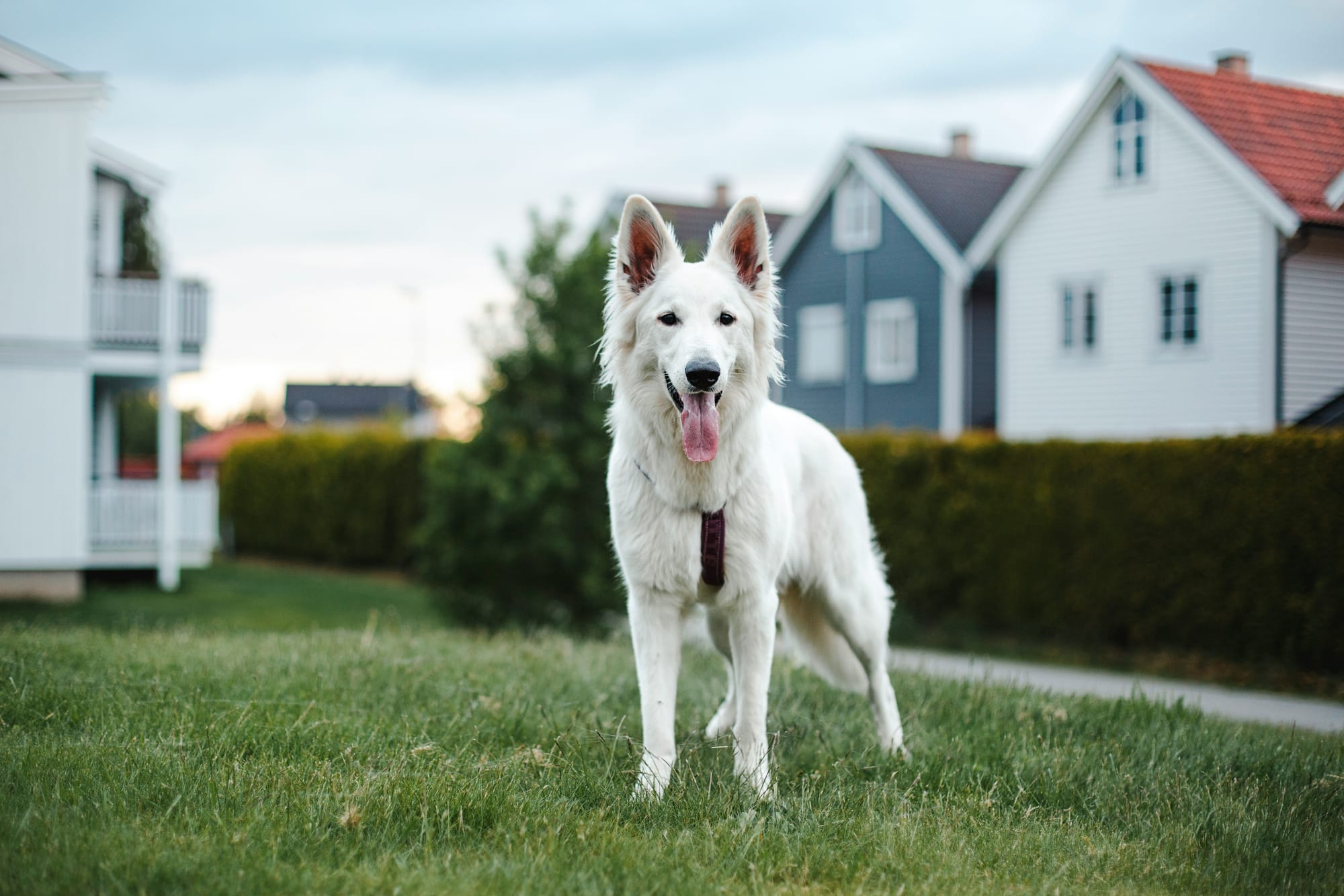 Berger blanc suisse debout dans un jardin résidentiel avec des maisons en arrière-plan