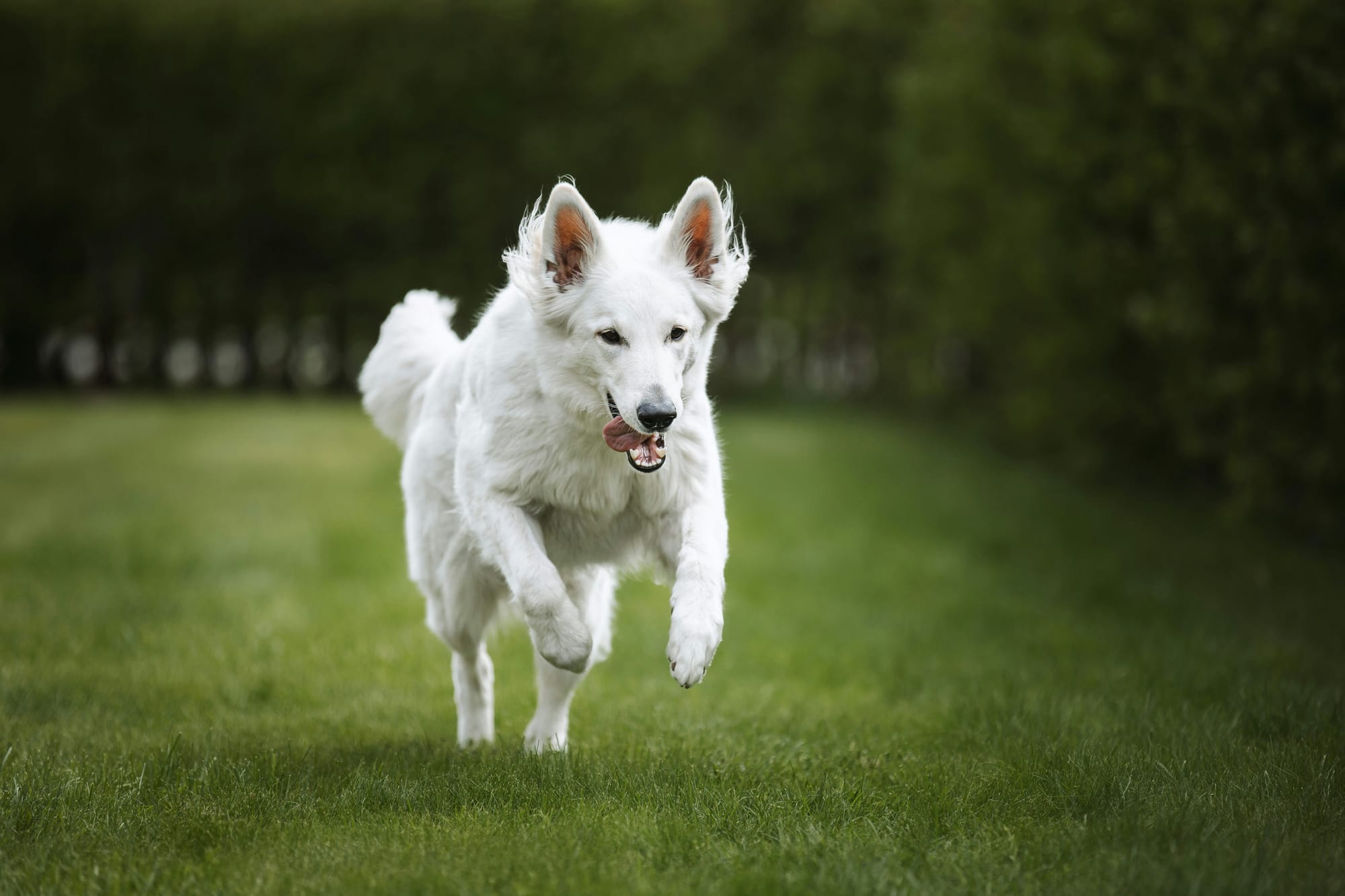 Berger blanc suisse en train de courir dans un espace vert