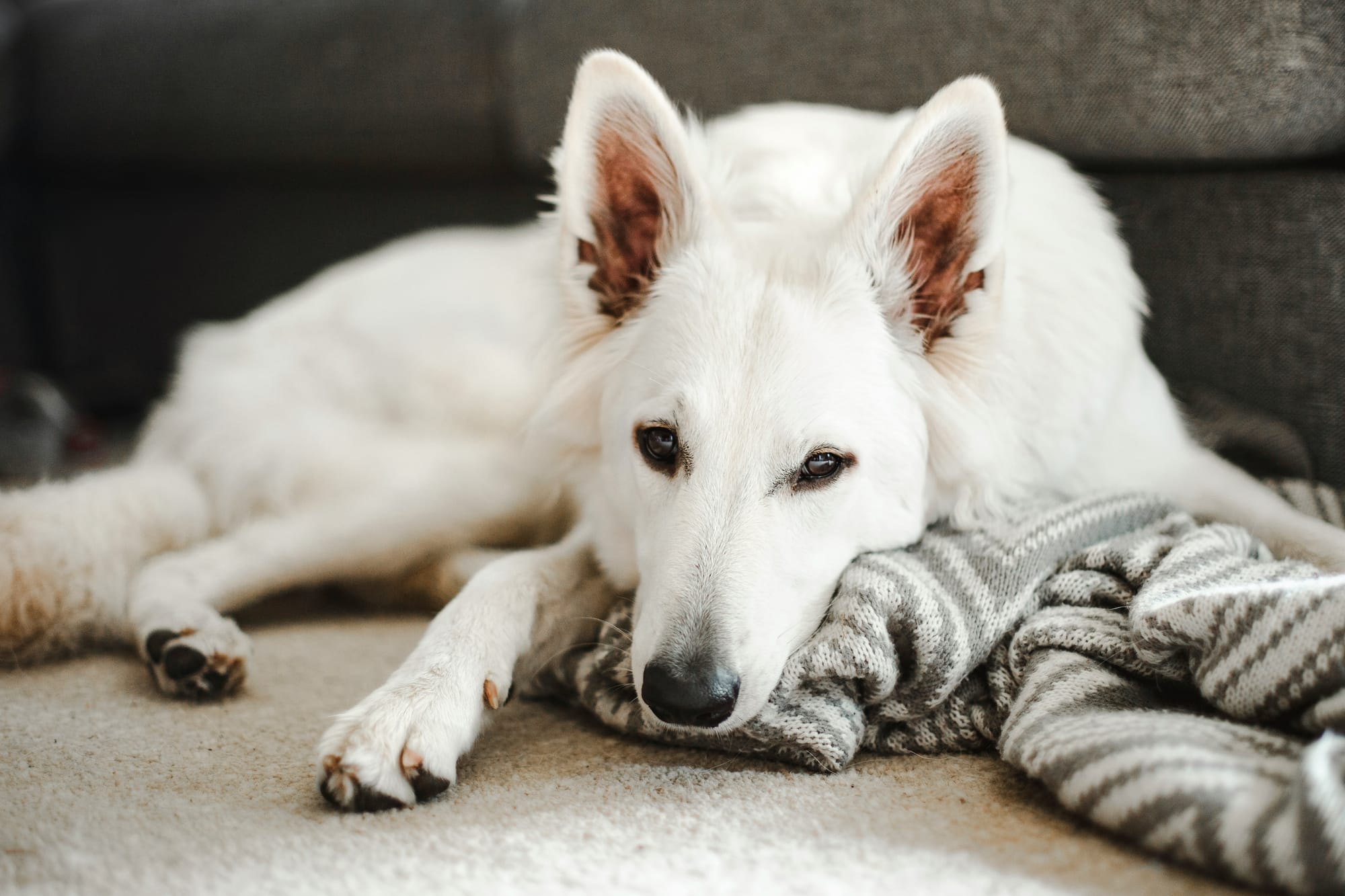 Berger blanc suisse allongé au pied d'un canapé, tête posée sur une couverture