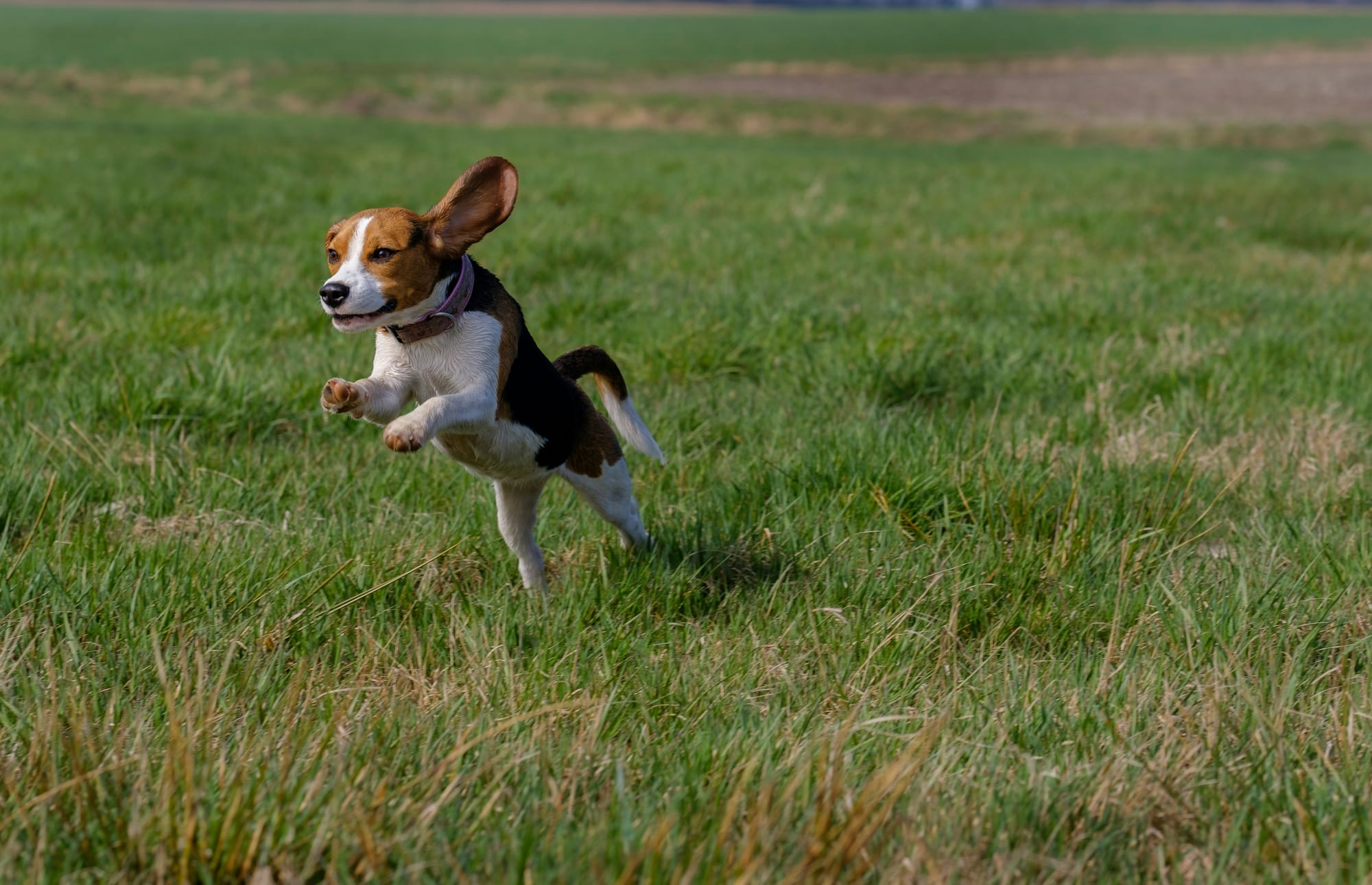    Beagle en train de courir dans un champ