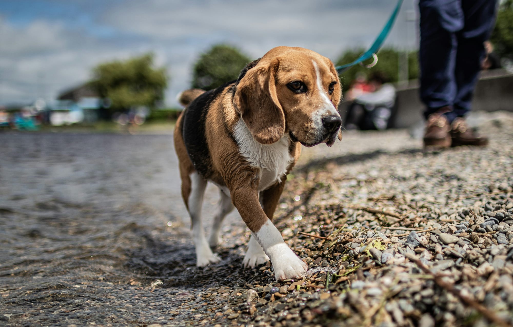     Beagle en laisse, en promenade au bord de l’eau