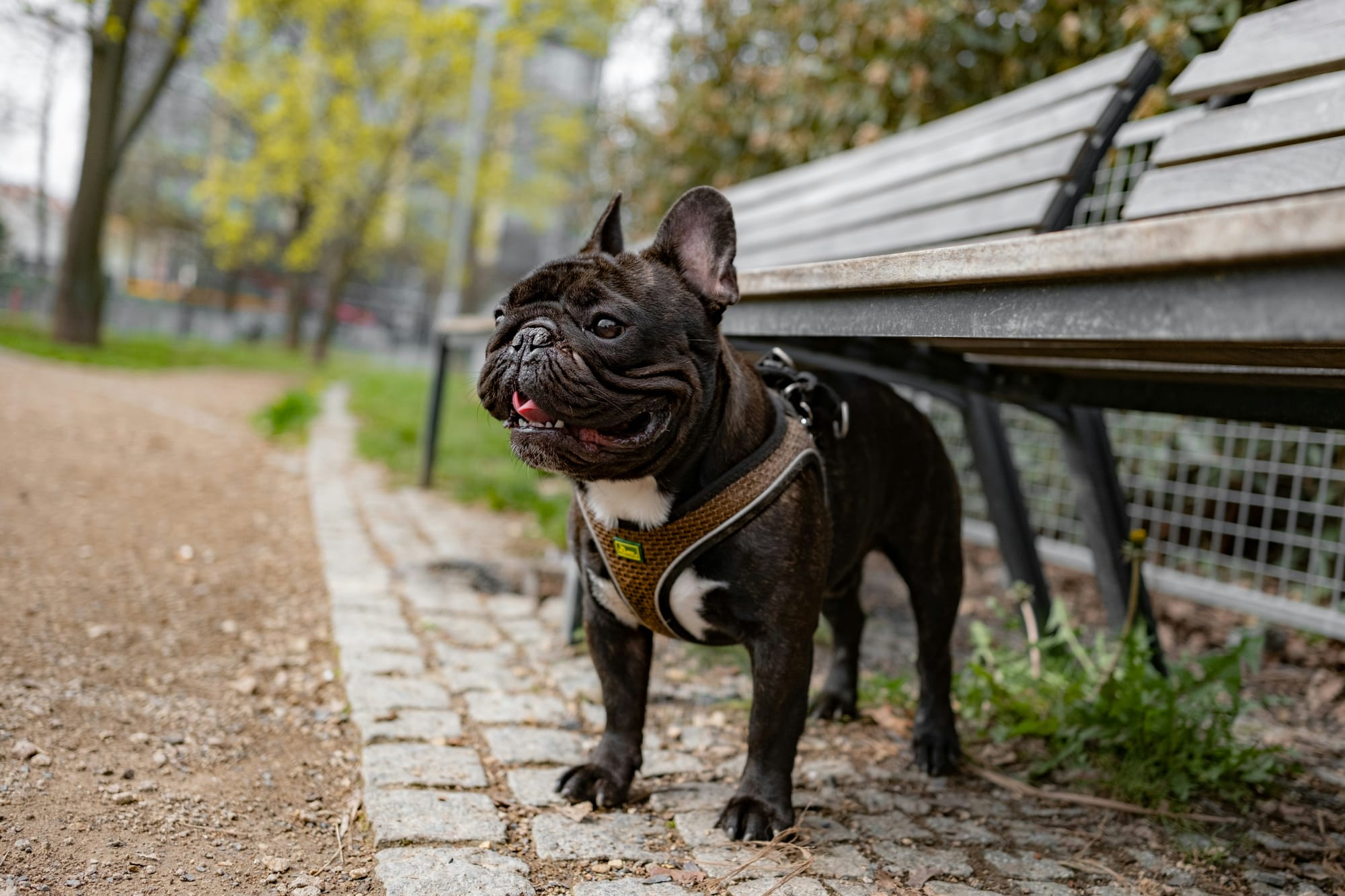     Bouledogue français noir avec harnais debout près d’un banc dans un parc urbain