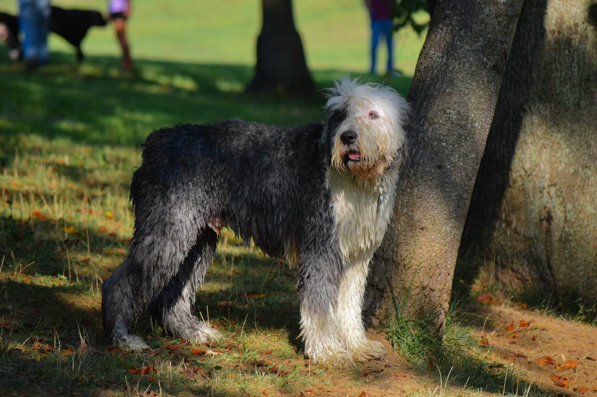     Bearded collie noir et blanc debout, debout près d’un arbre dans un parc