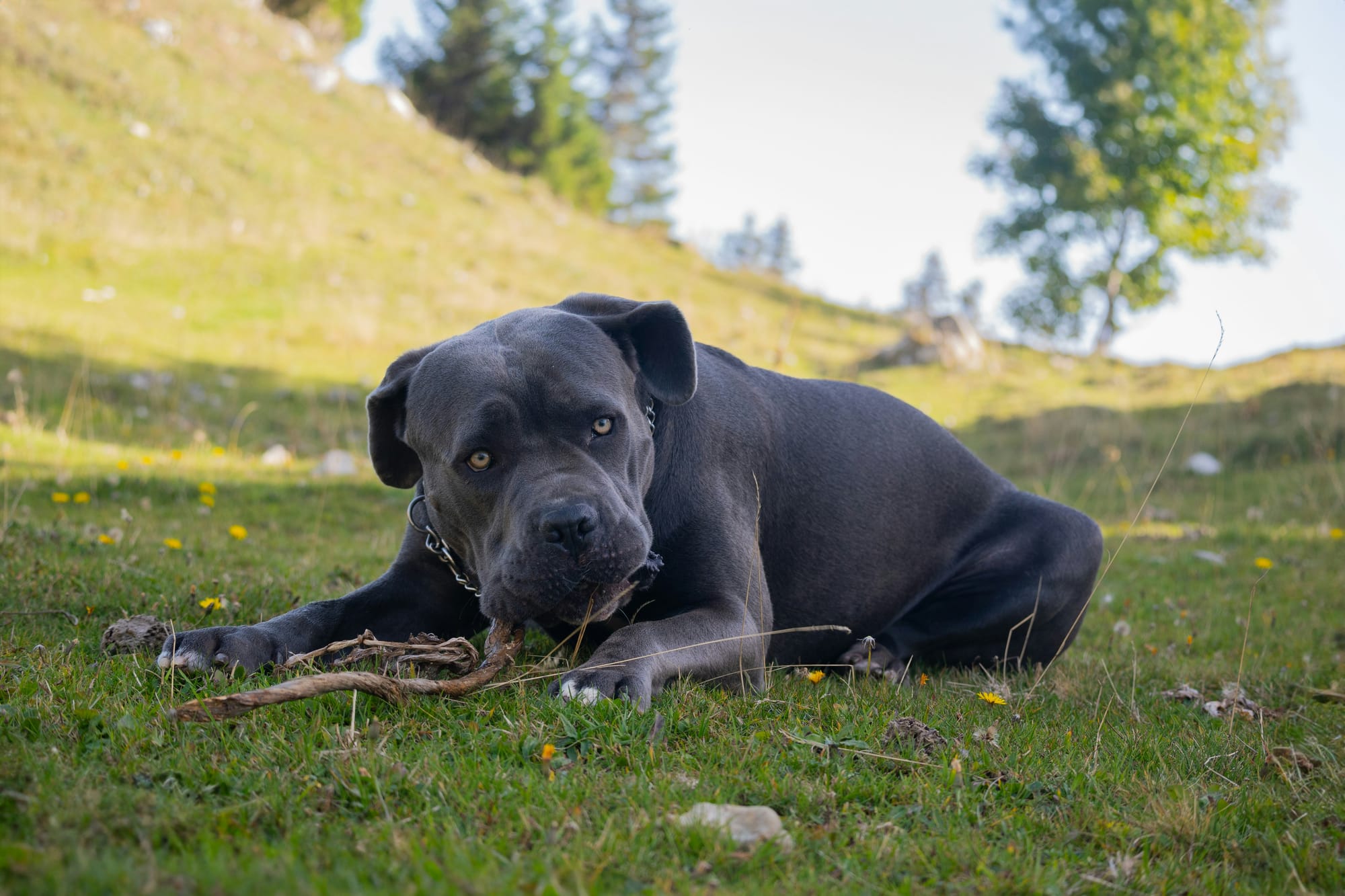     Cane corso allongé dans l’herbe en train de mâcher un bâton