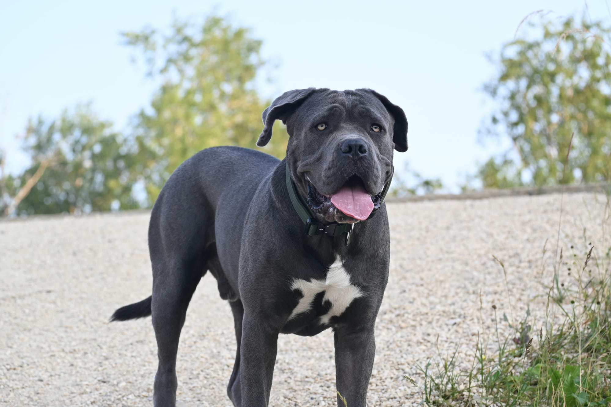     Cane corso debout sur un chemin en gravier, langue sortie