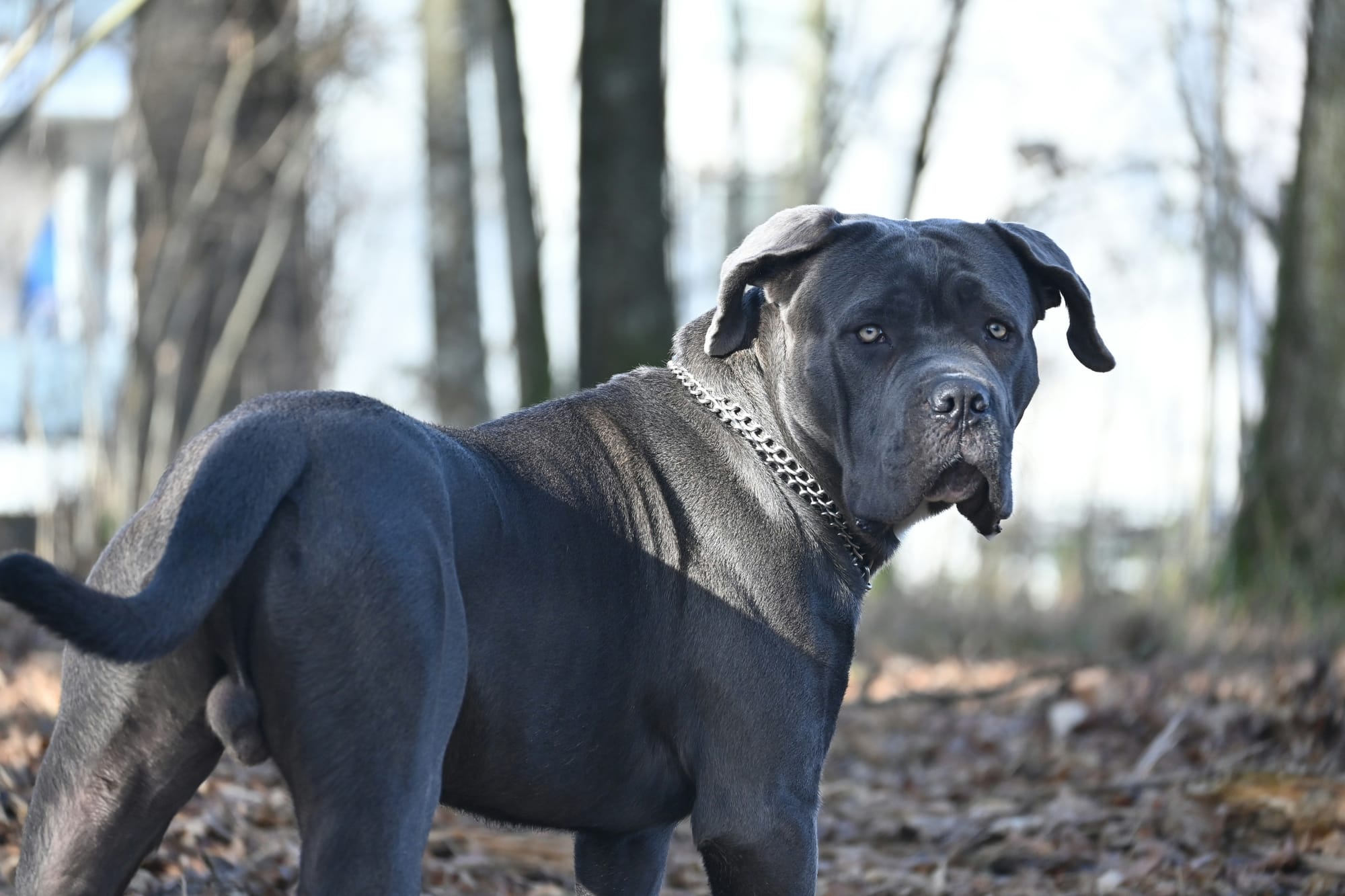     Cane corso au pelage gris avec collier chaîne, debout en forêt