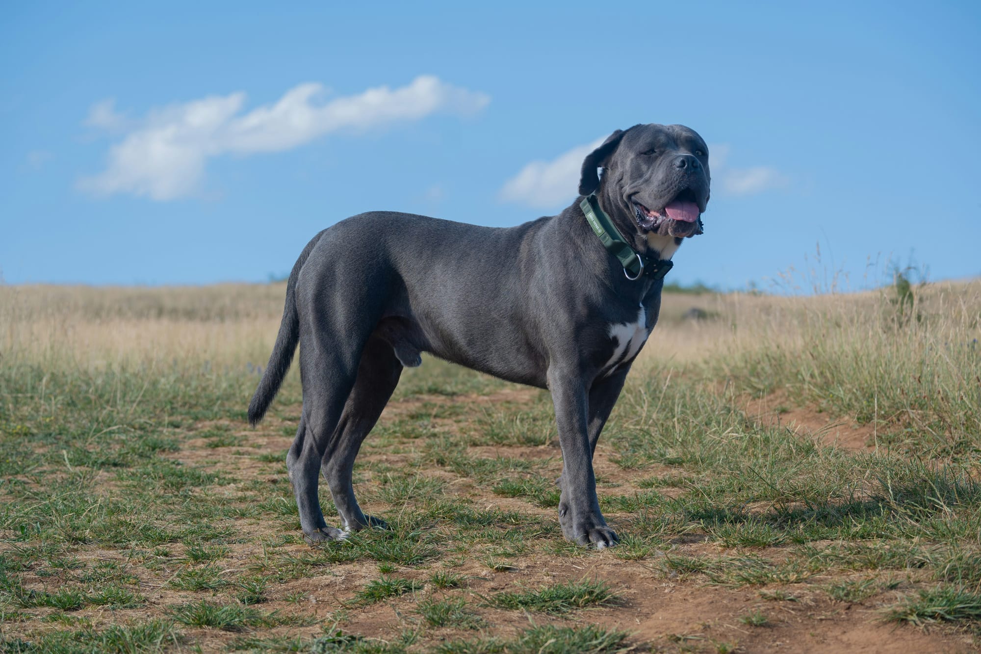     Cane corso debout dans l'herbe