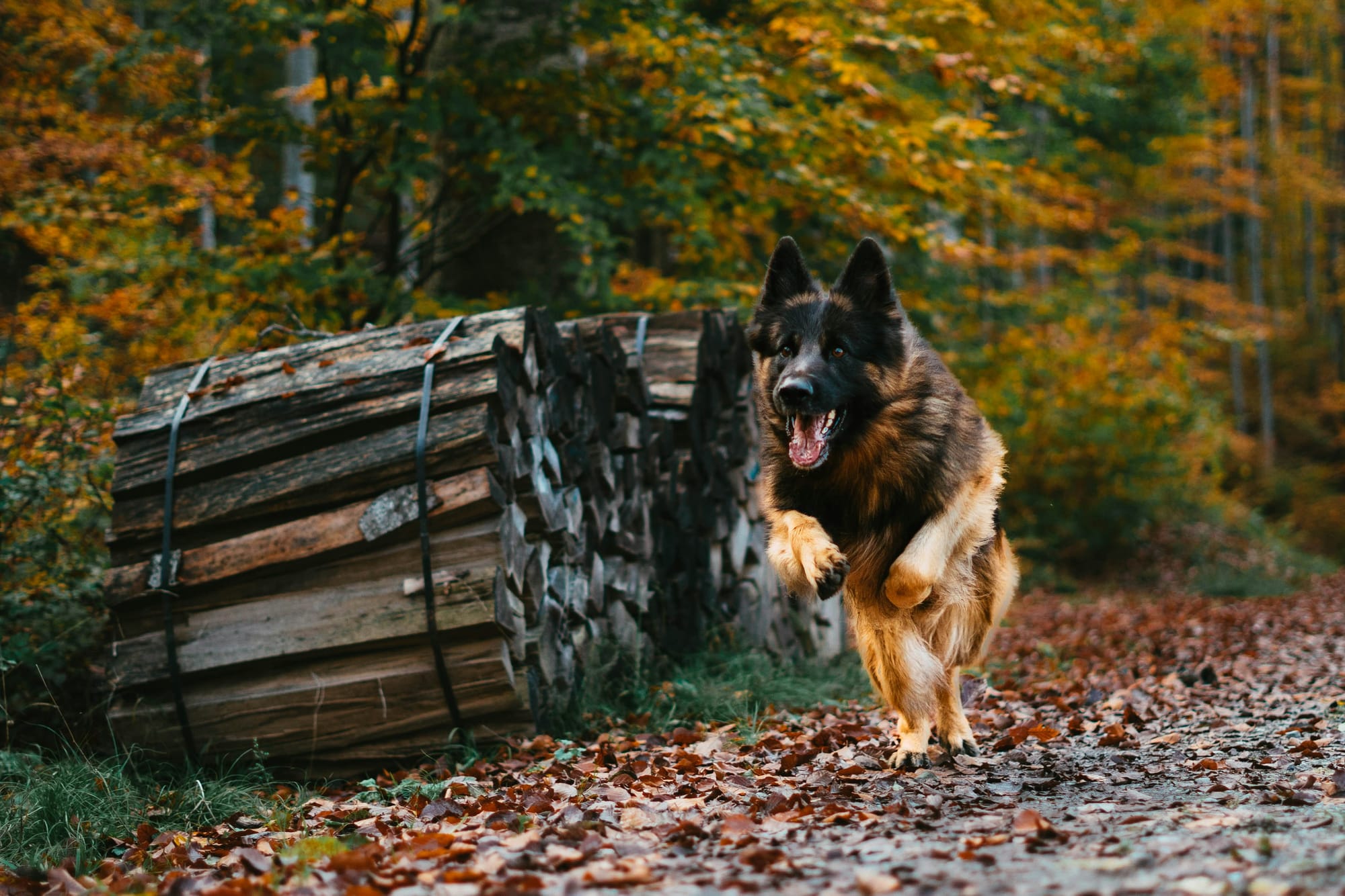     Berger allemand courant sur un chemin de forêt en automne