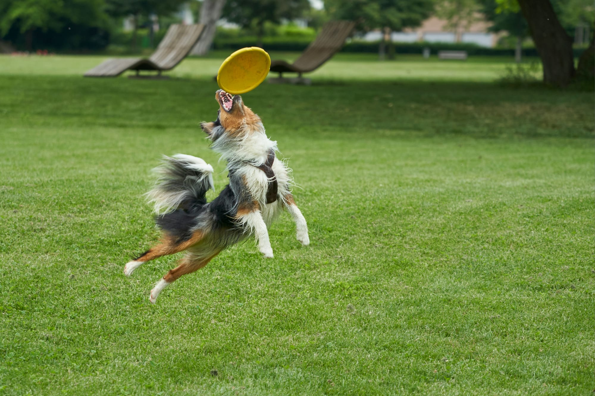     Berger australien en train de sauter pour attraper un frisbee dans un parc