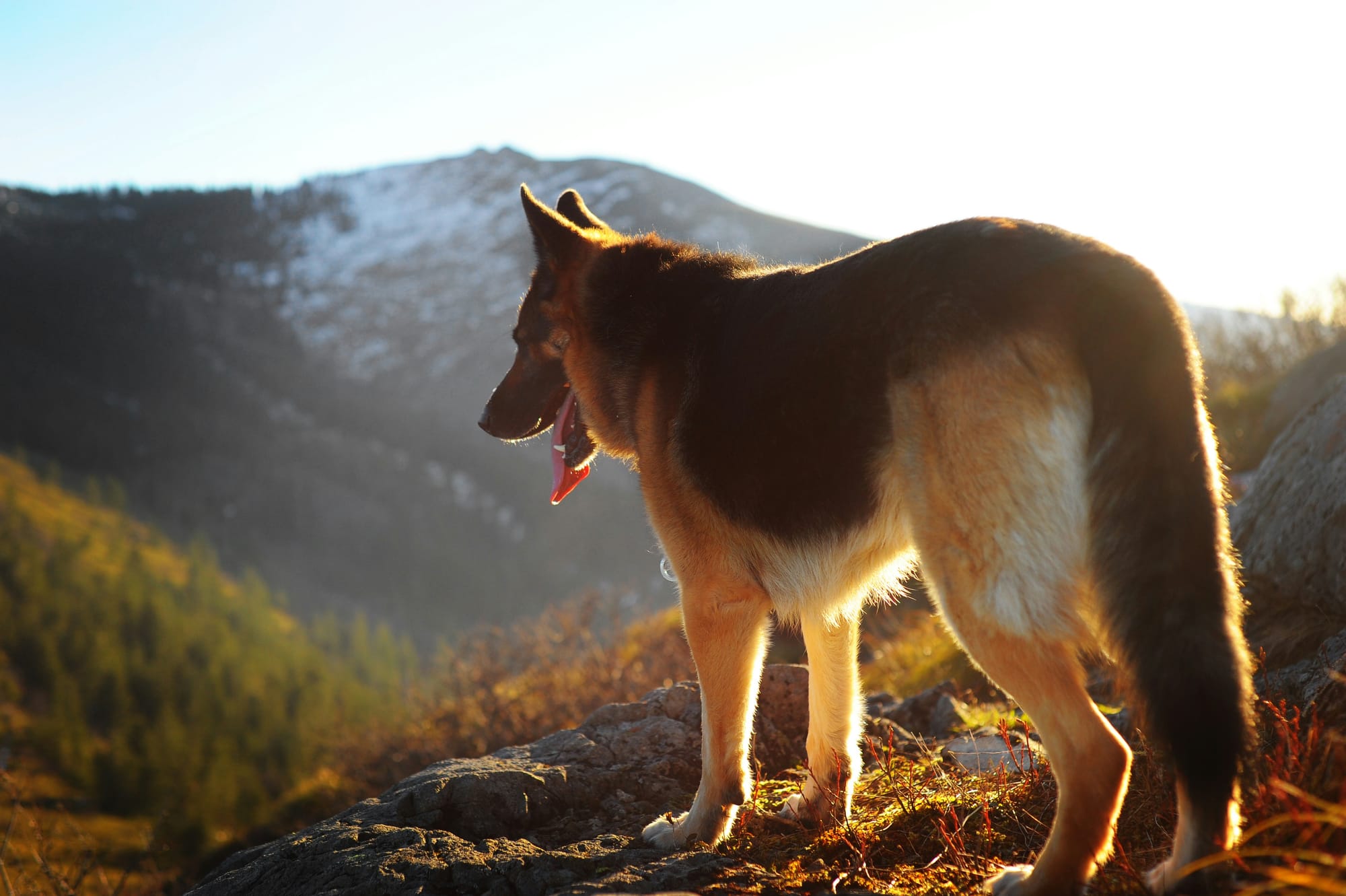     Berger allemand debout en montagne au coucher du soleil