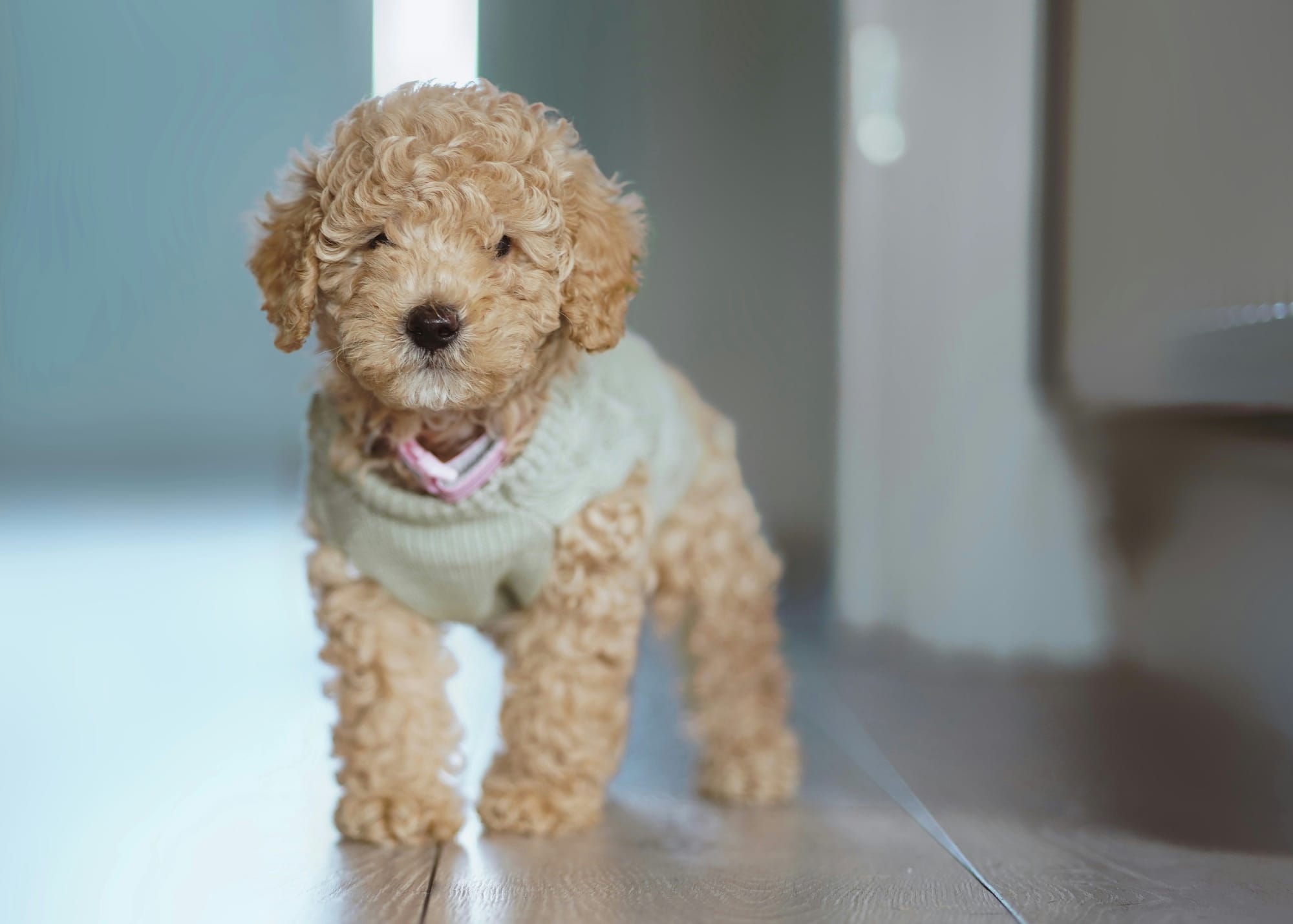 Chiot caniche abricot en intérieur