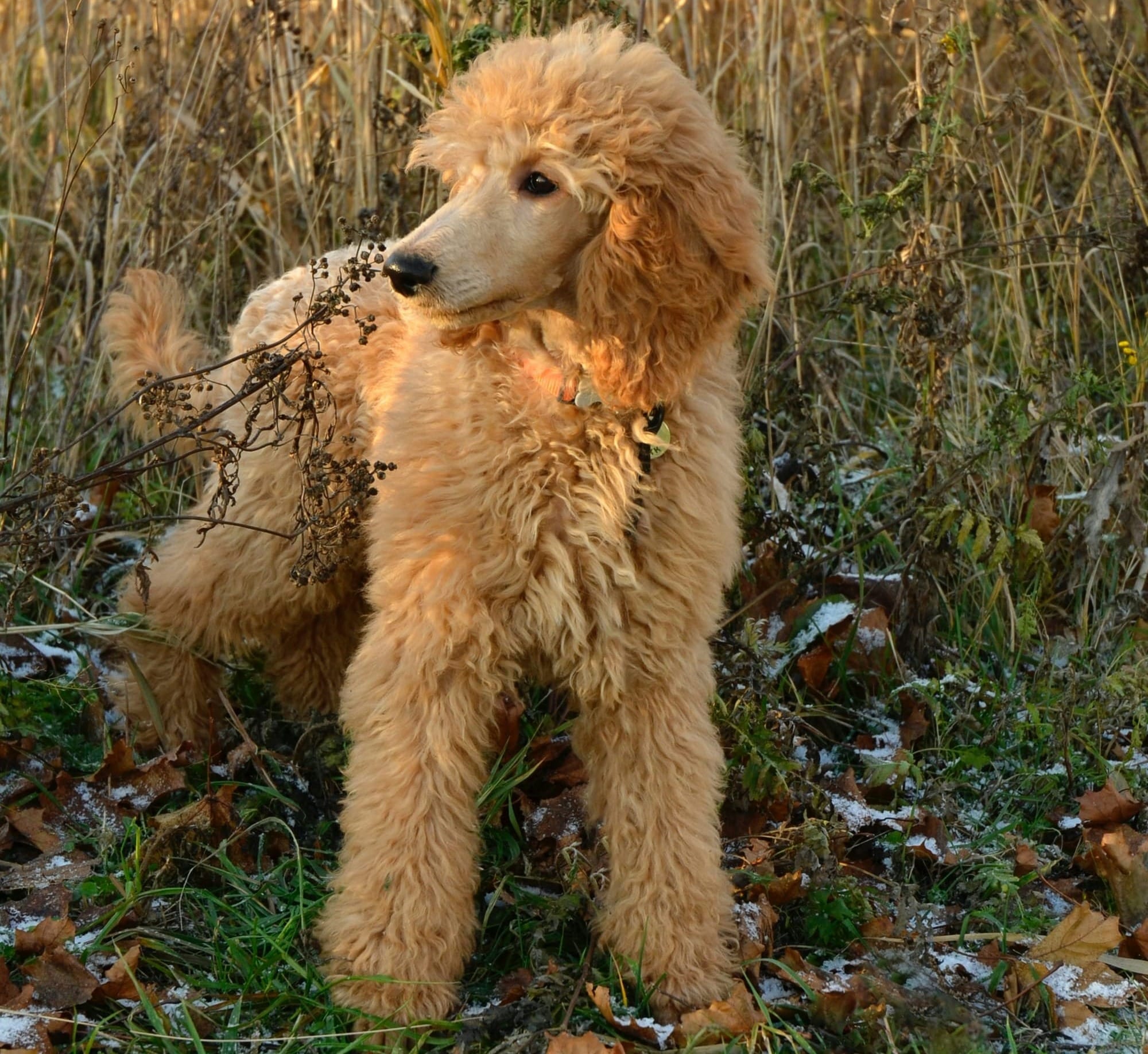 Caniche abricot debout dans les hautes herbes