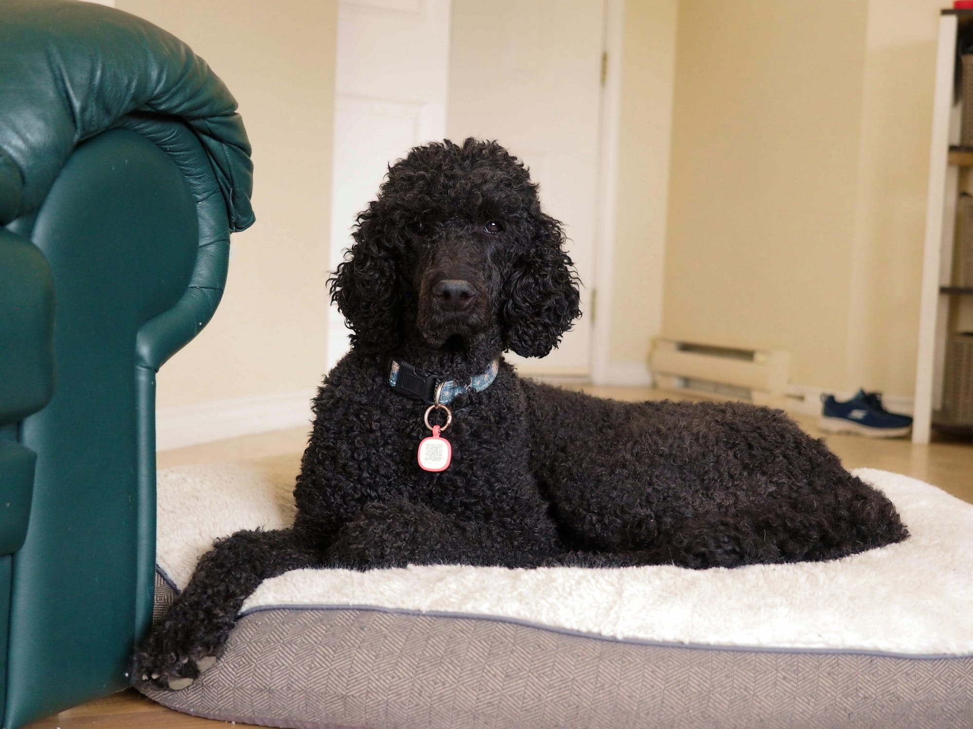 Caniche noir couché sur son panier à côté d'un fauteuil