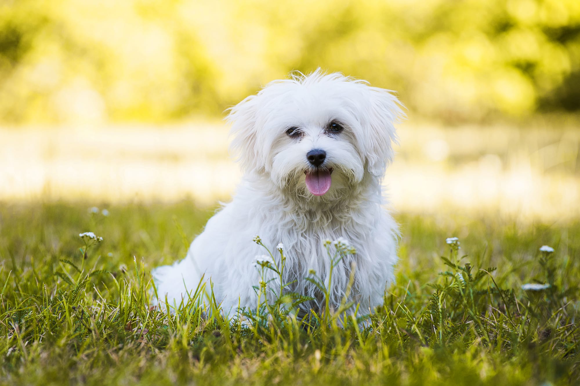 Bichon maltais assis dans l’herbe, langue sortie