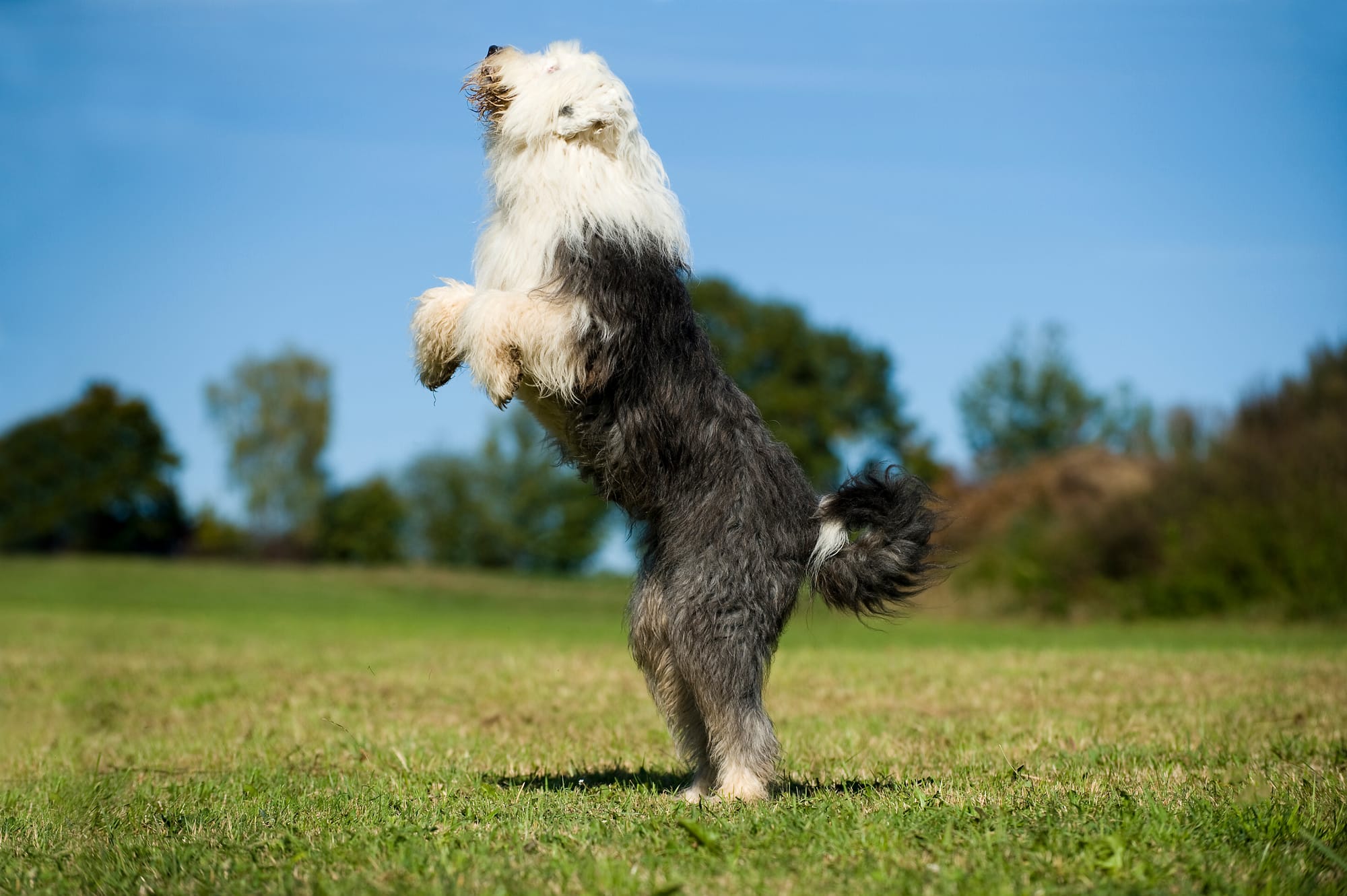 Bobtail se dressant sur ses pattes arrière en extérieur