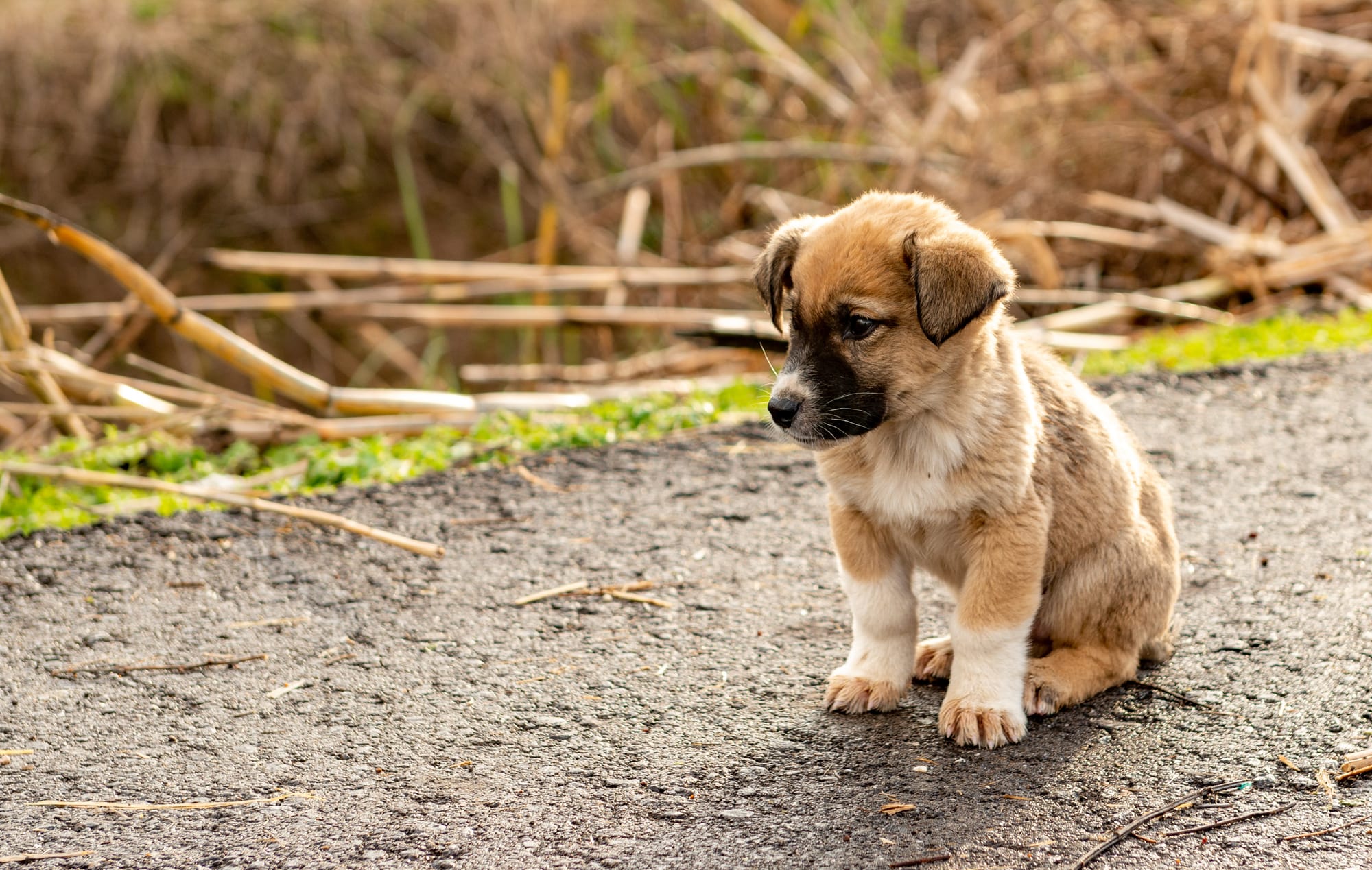 Chiot berger d’Anatolie assis sur un chemin