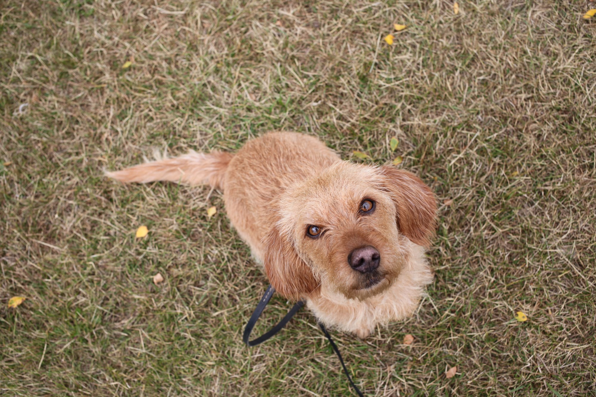     Basset fauve de Bretagne vu du dessus, assis dans l'herbe