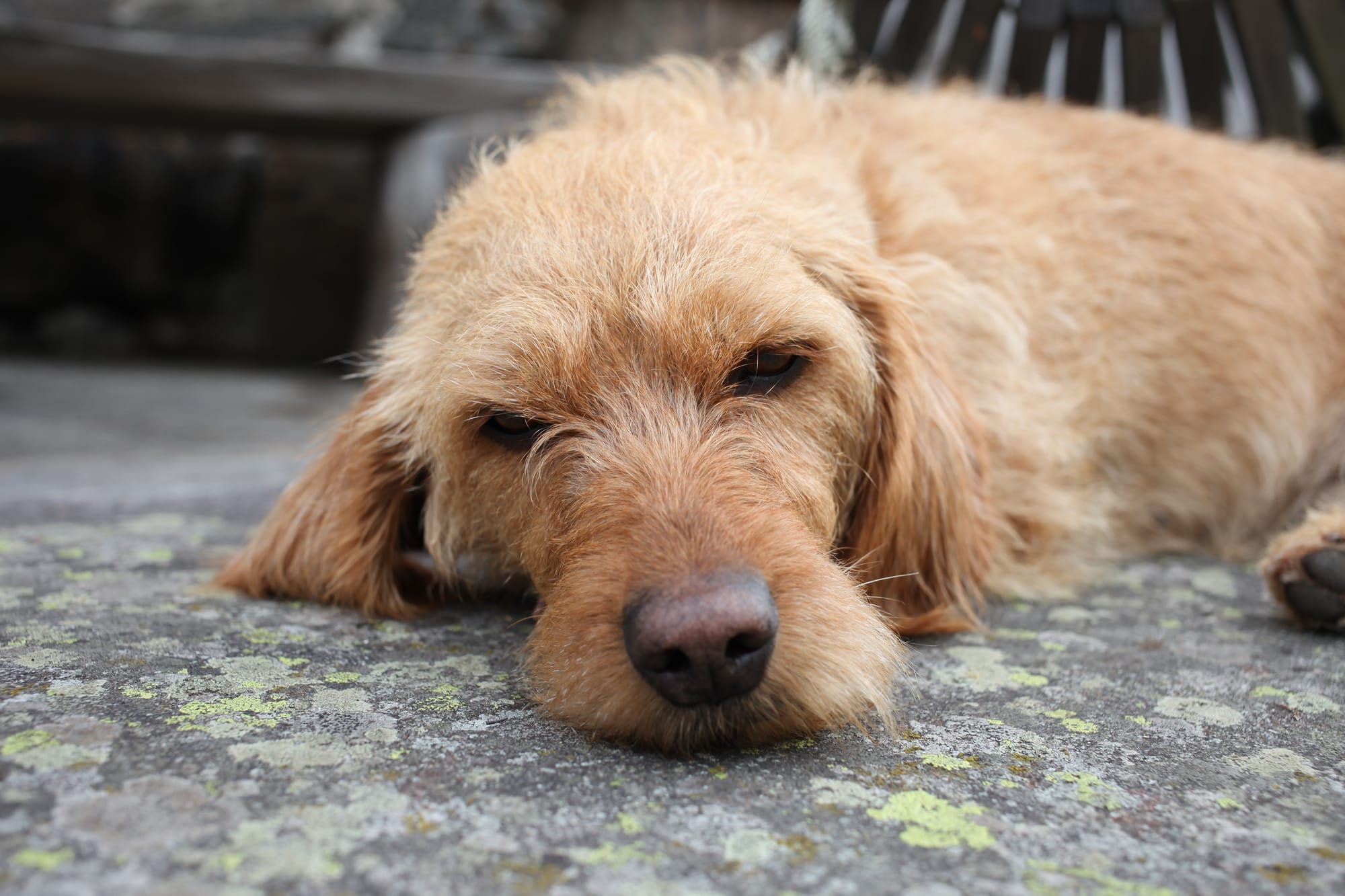 Basset fauve de Bretagne allongé sur un sol en pierre, yeux mi-clos
