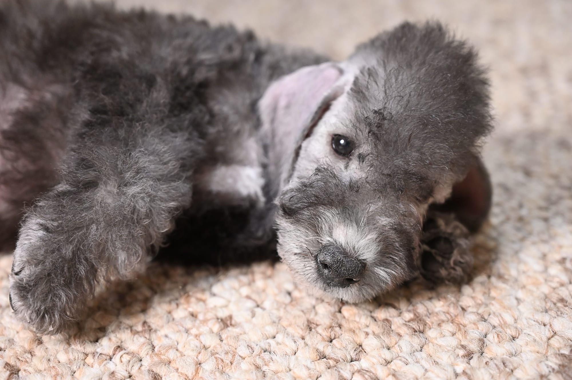 Bedlington terrier gris allongé sur le côté sur un tapis beige, regardant l'objectif