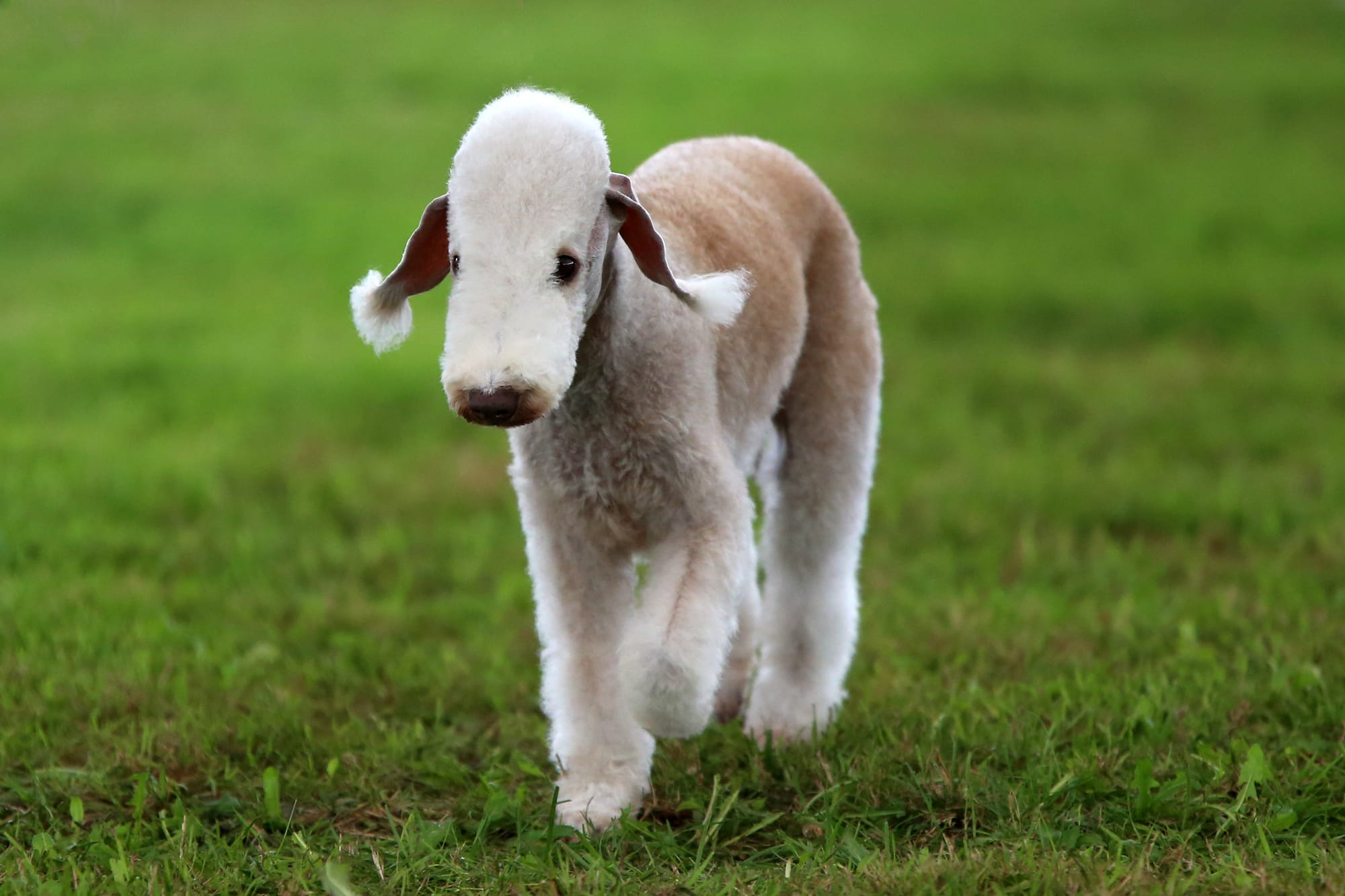 Chiot Bedlington Terrier marchant sur l’herbe, petit chien au pelage bouclé et silhouette élégante