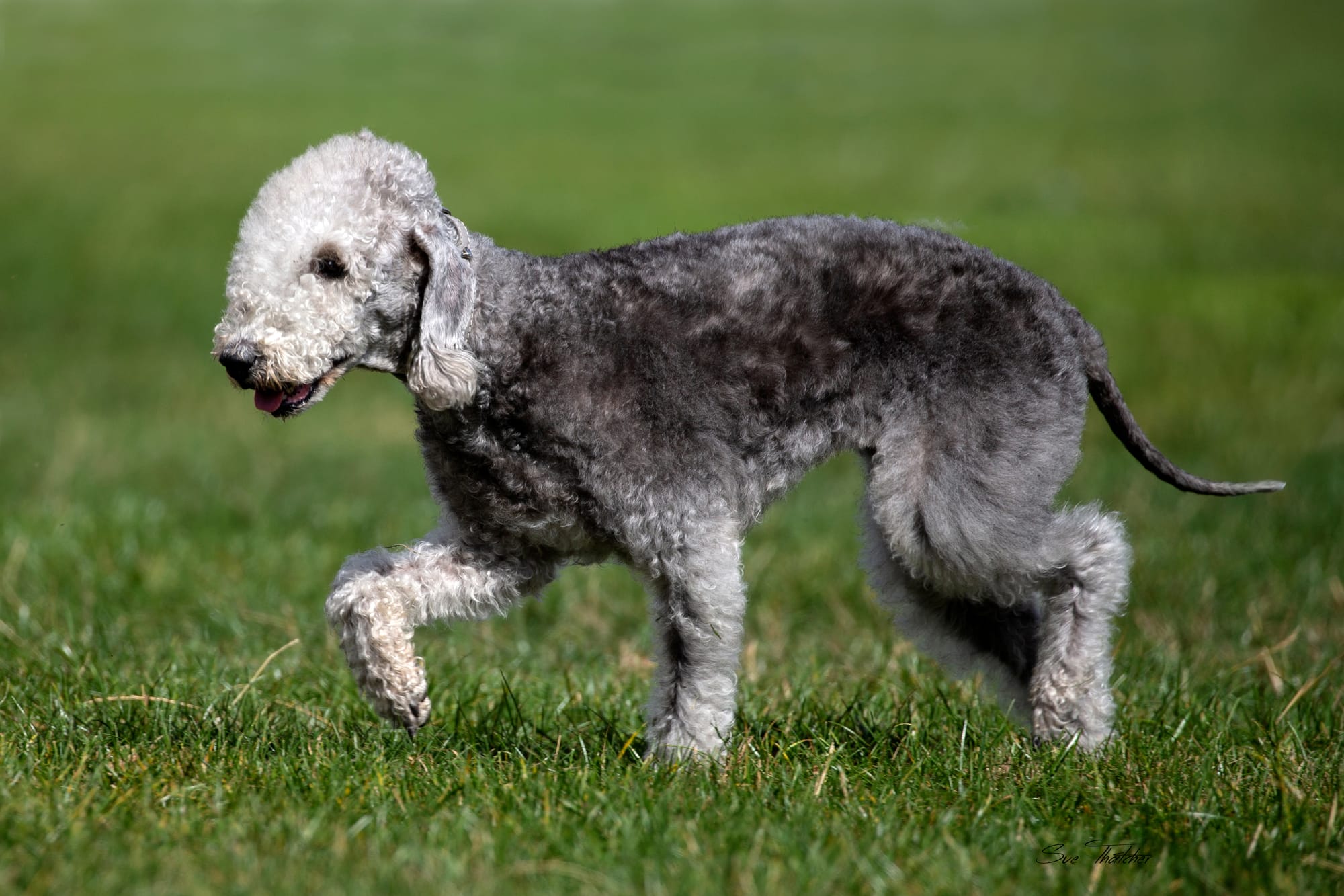 Bedlington terrier gris et blanc en mouvement sur une pelouse verte